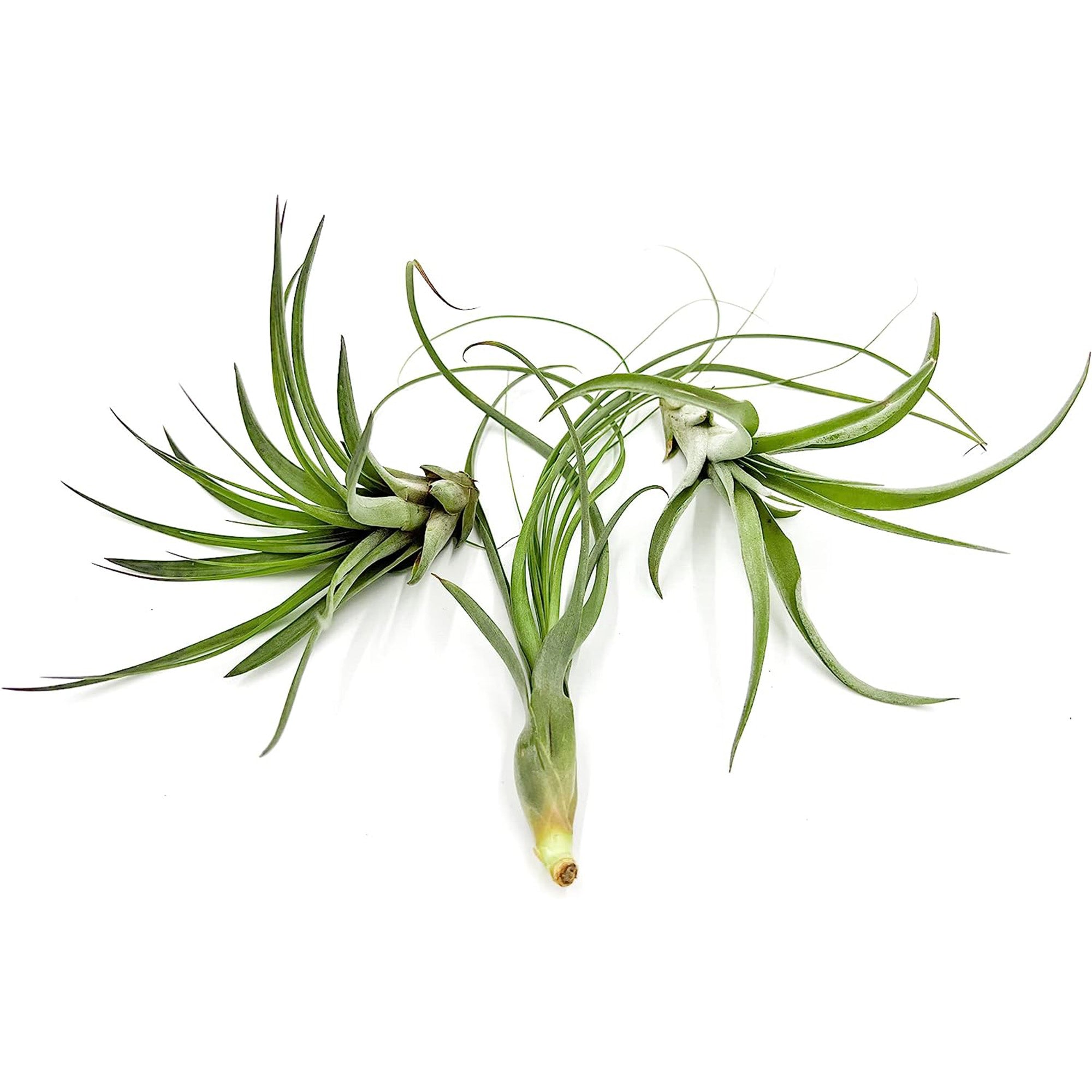 Tillandsia Variety Pack