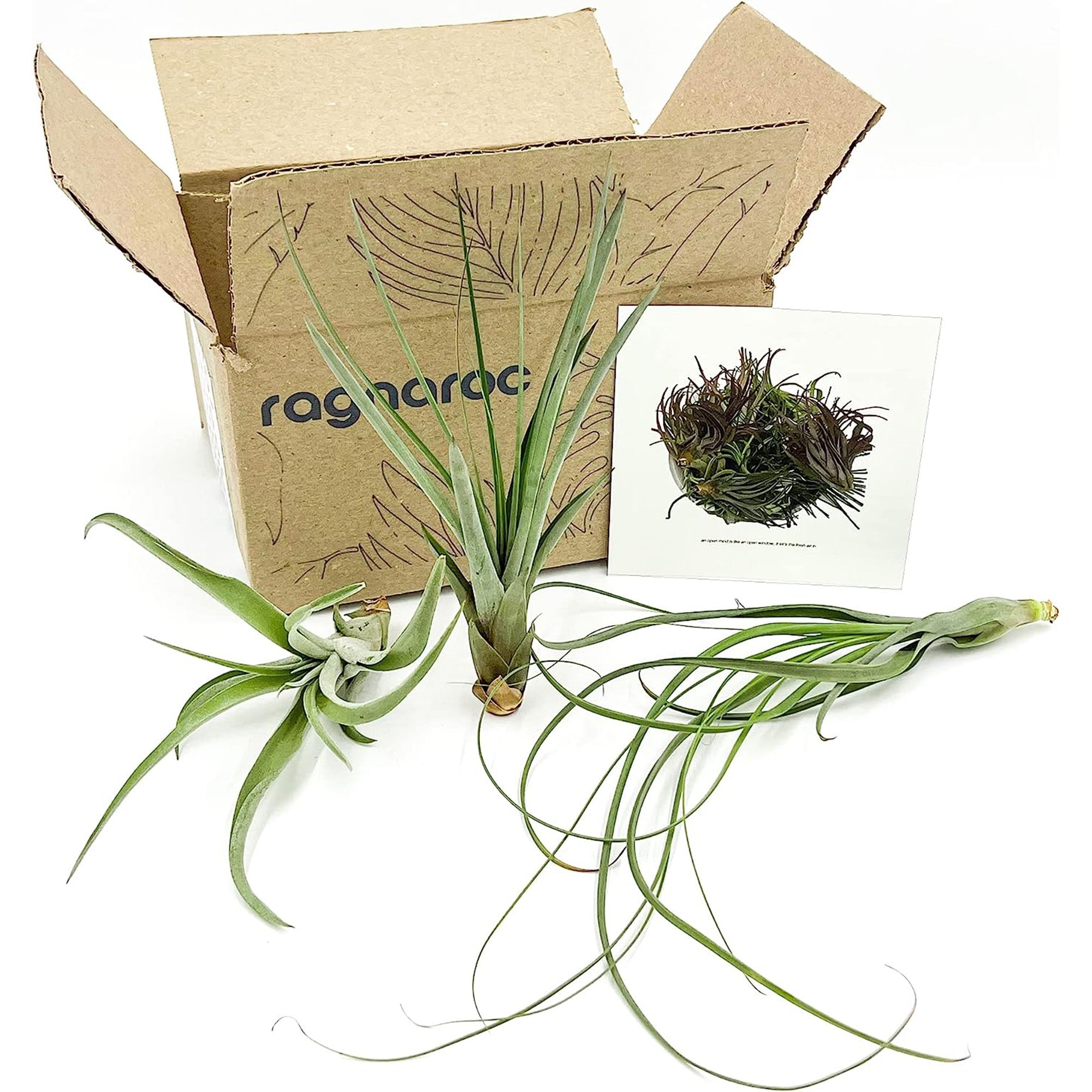 Tillandsia Variety Pack