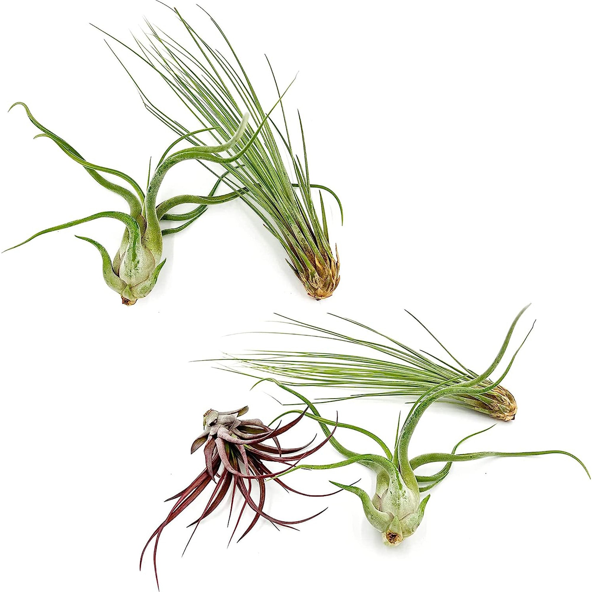 Tillandsia Variety Pack