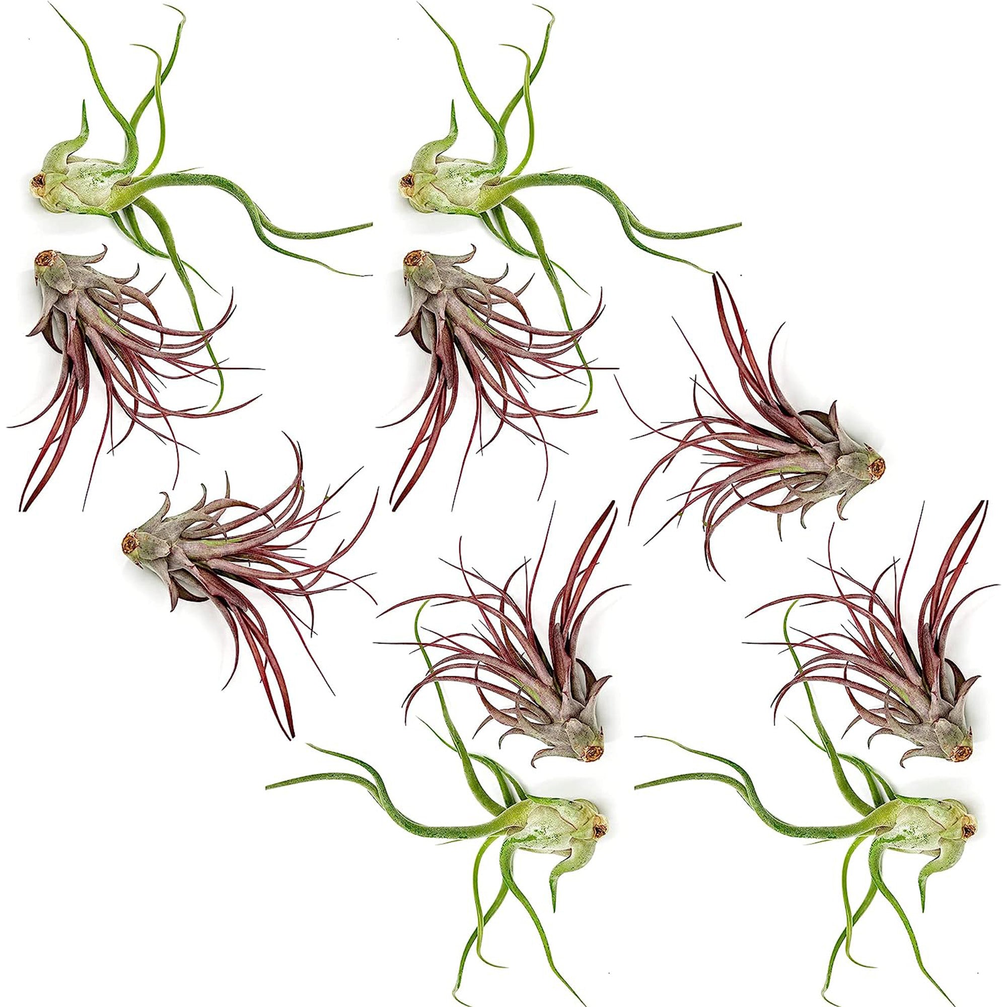 Tillandsia Variety Pack