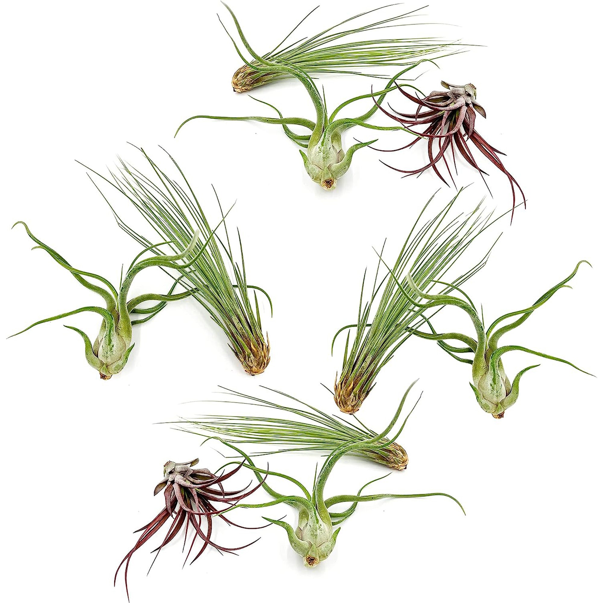 Tillandsia Variety Pack