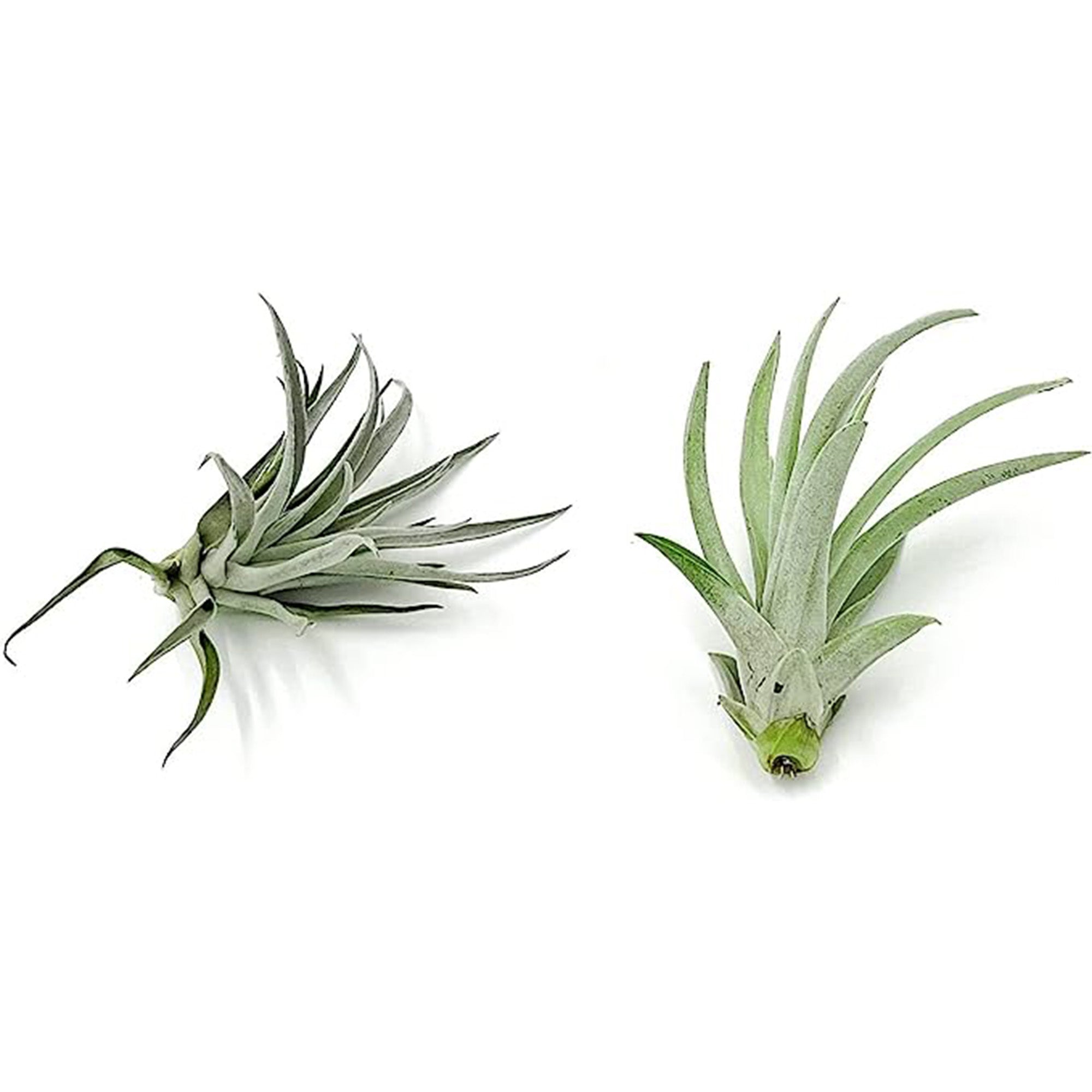 Tillandsia Variety Pack