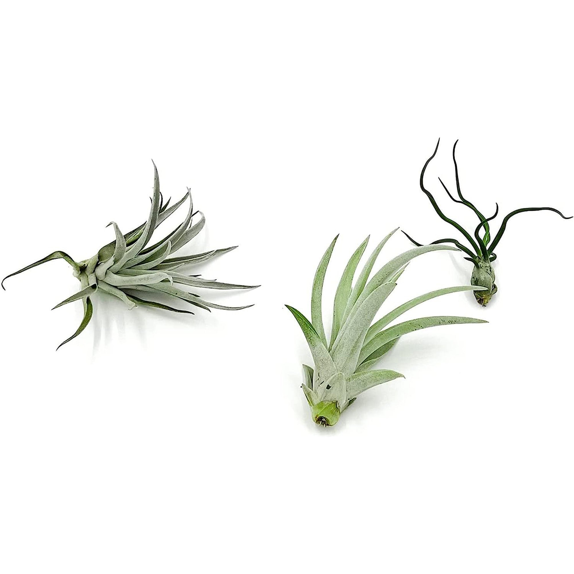 Tillandsia Variety Pack