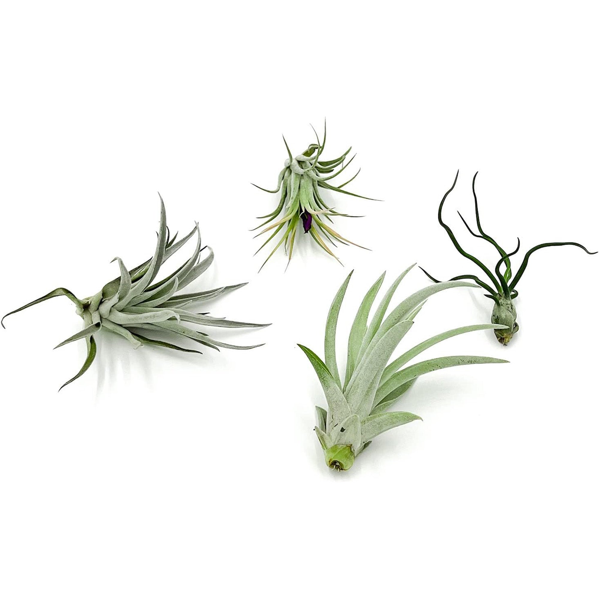 Tillandsia Variety Pack