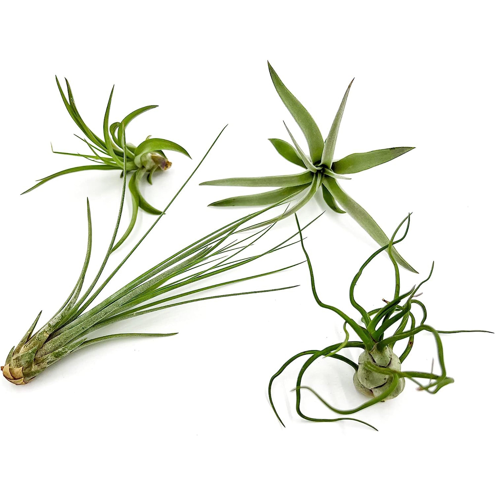 Tillandsia Variety Pack