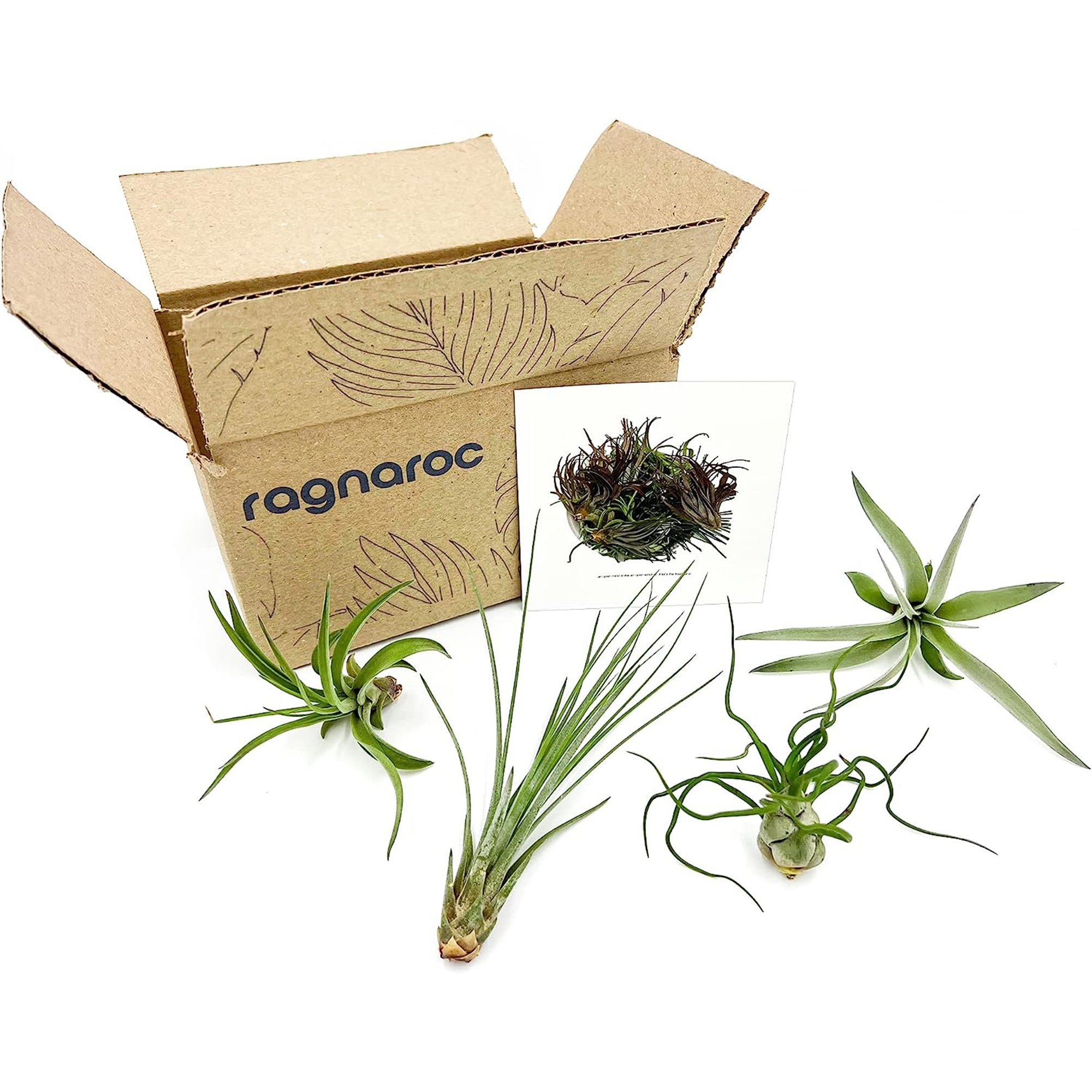 Tillandsia Variety Pack