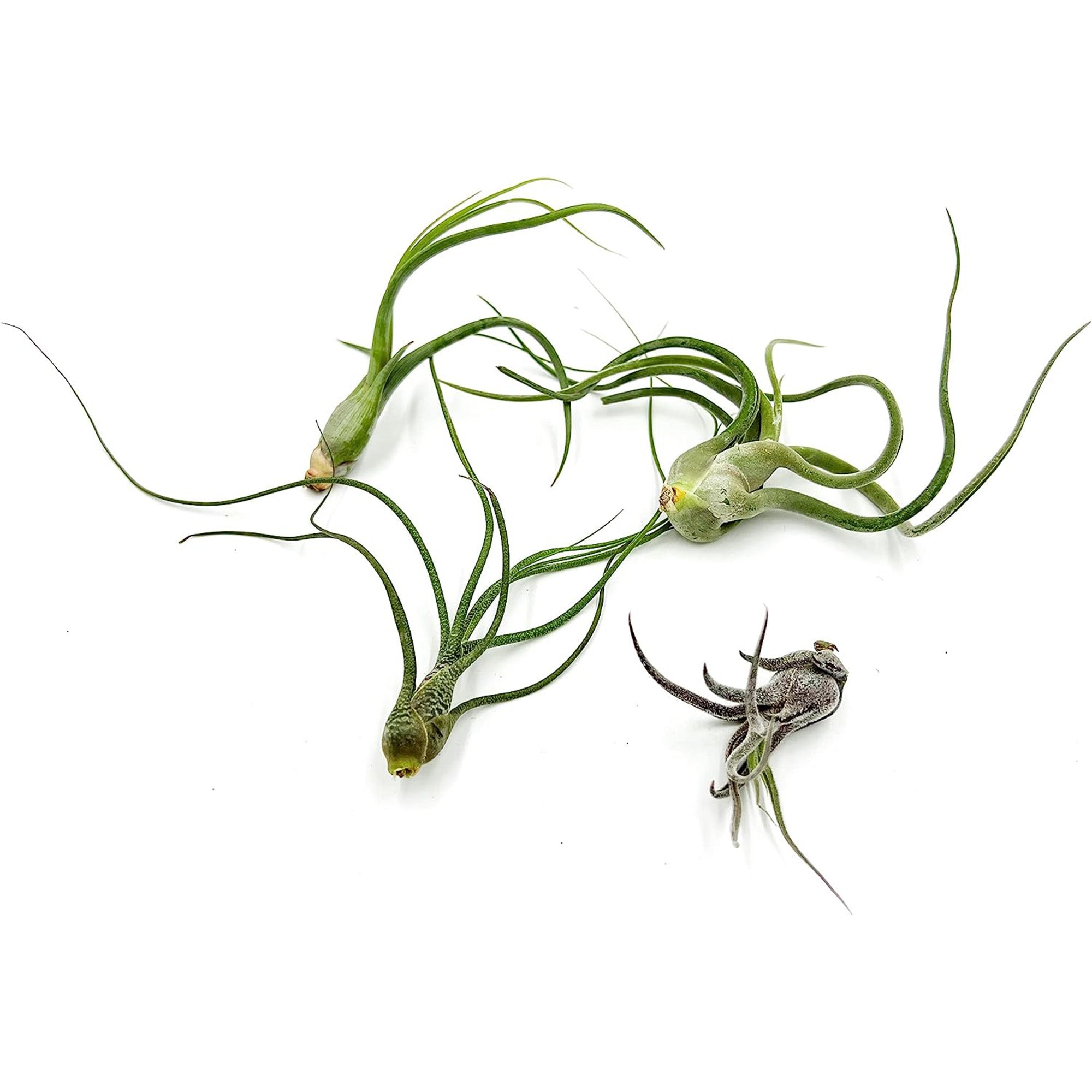 Tillandsia Variety Pack