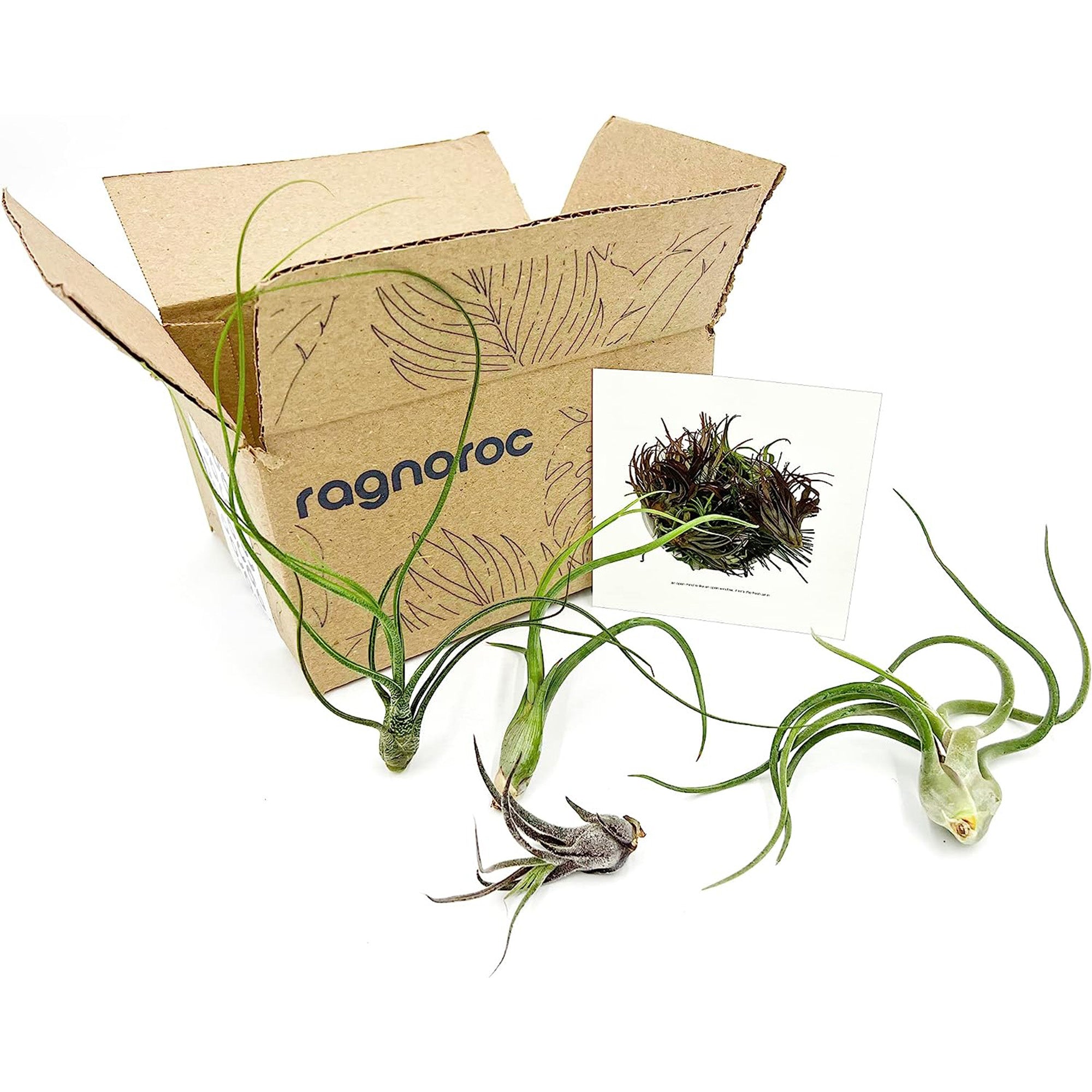 Tillandsia Variety Pack