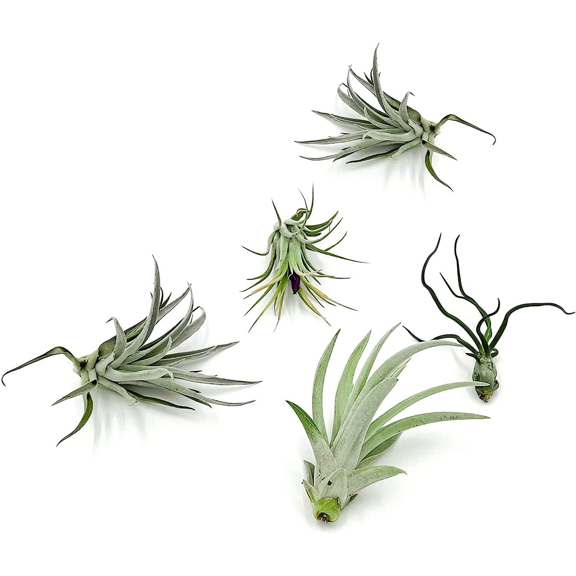 Tillandsia Variety Pack