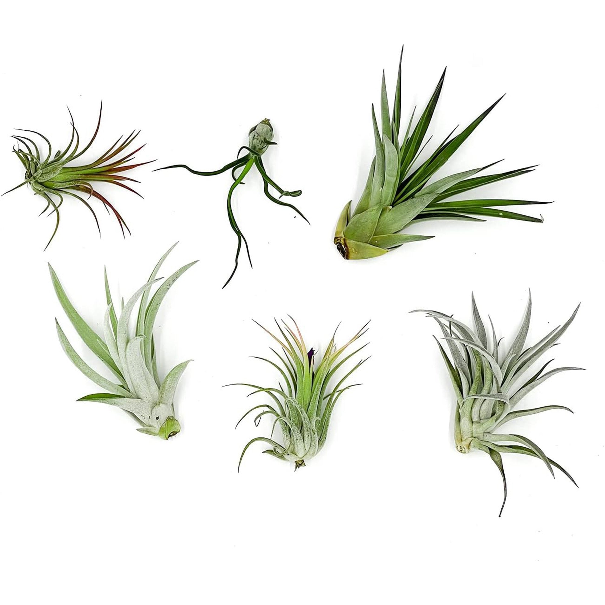 Tillandsia Variety Pack