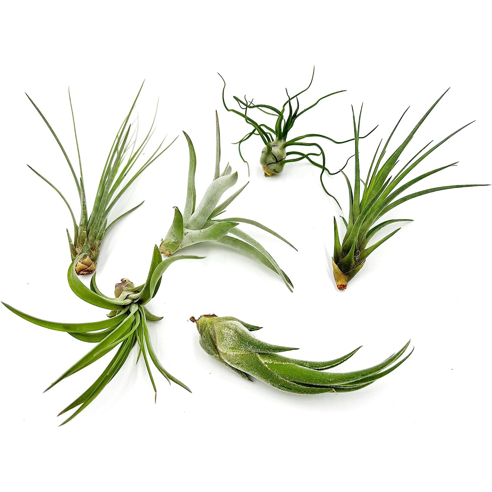 Tillandsia Variety Pack