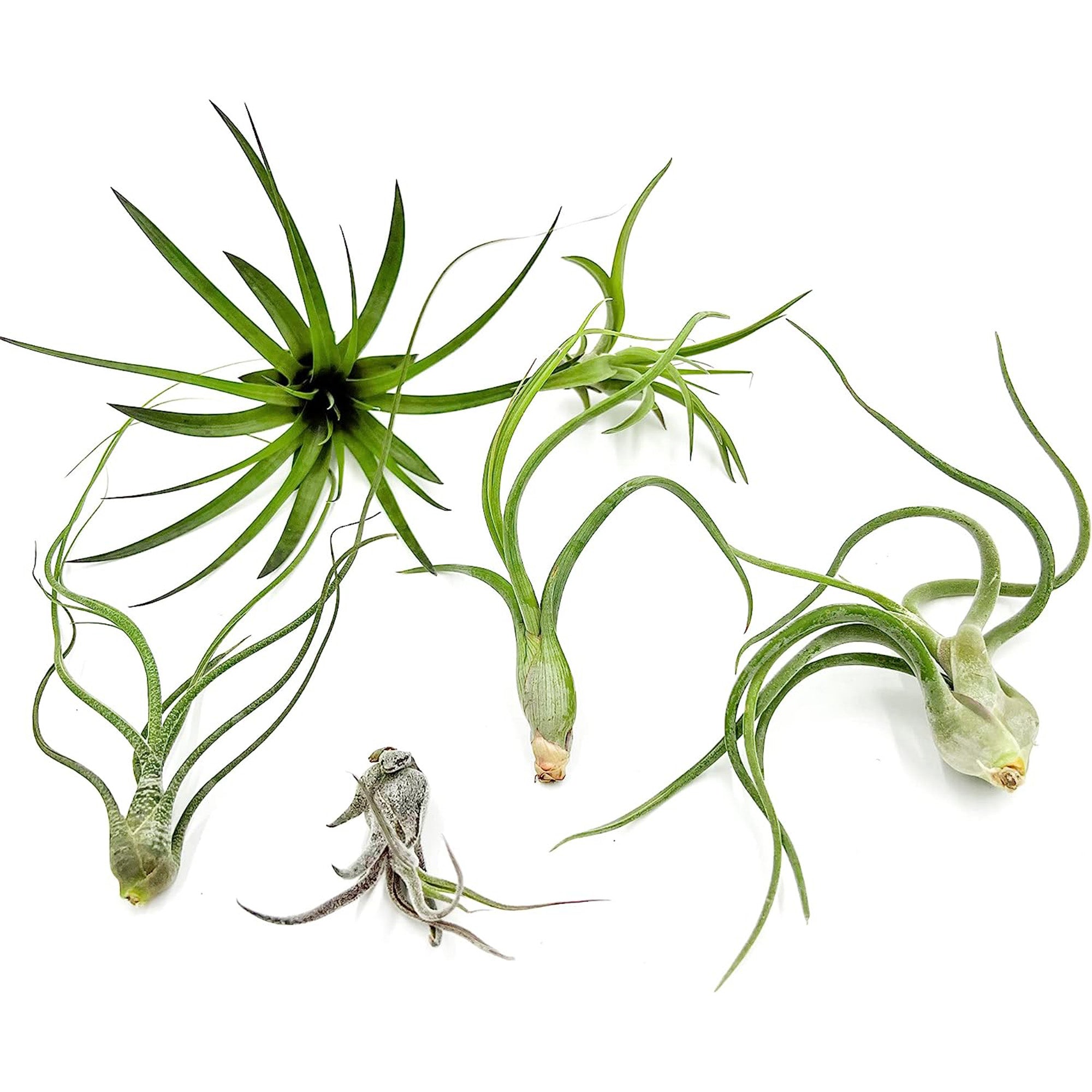 Tillandsia Variety Pack