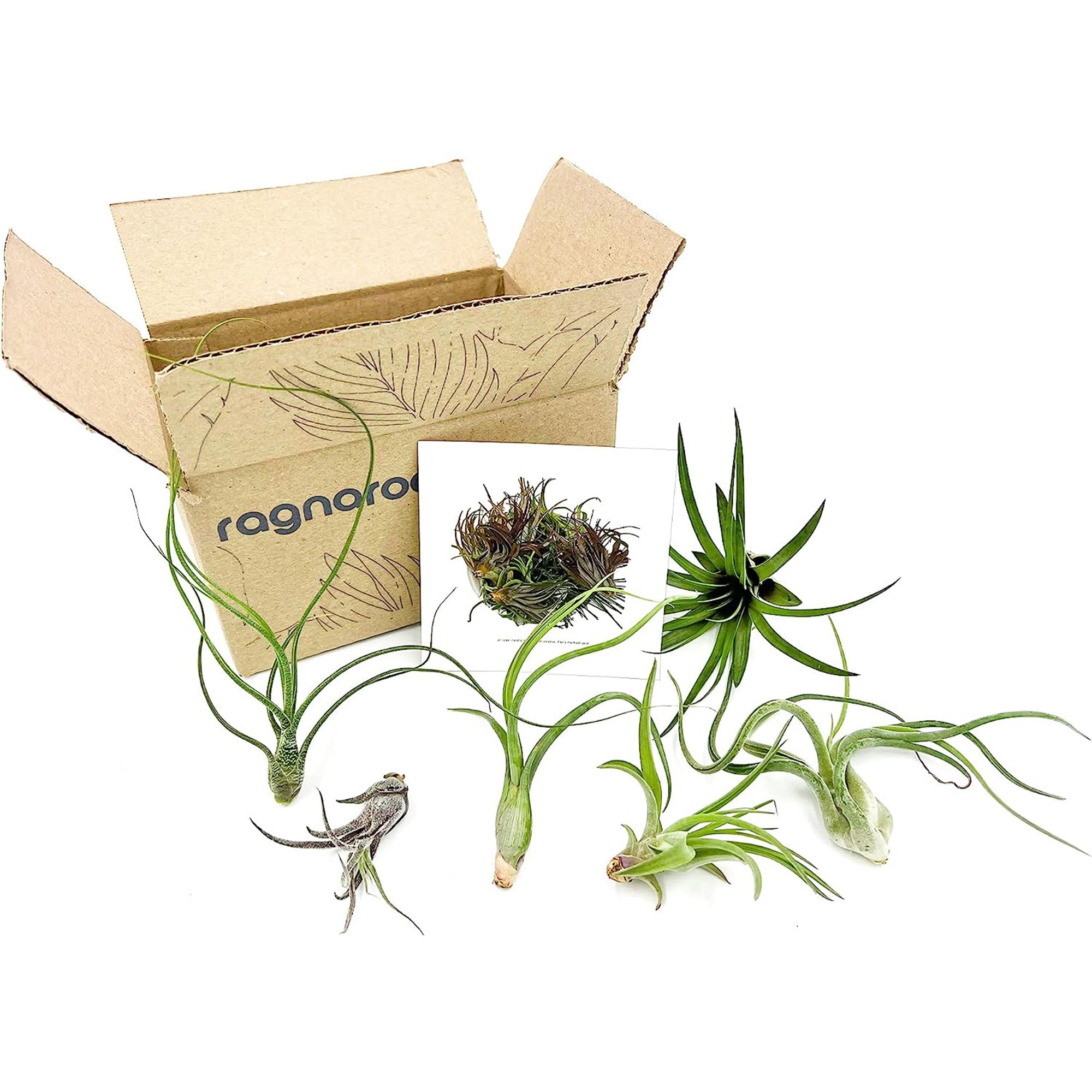 Tillandsia Variety Pack