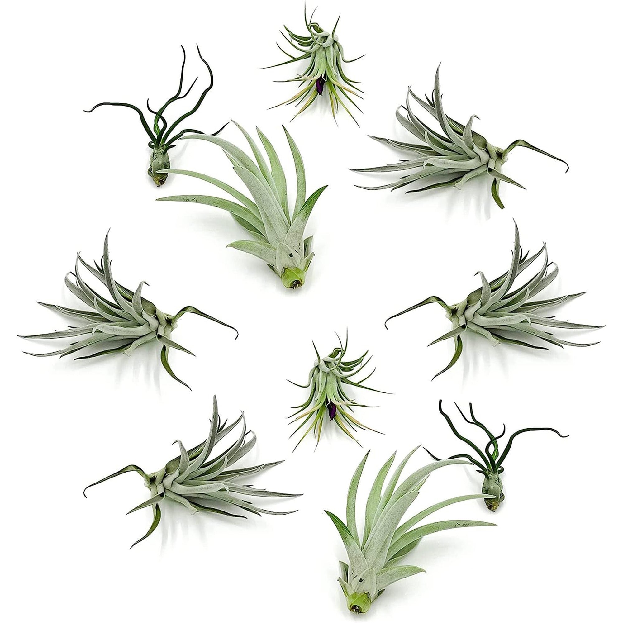 Tillandsia Variety Pack