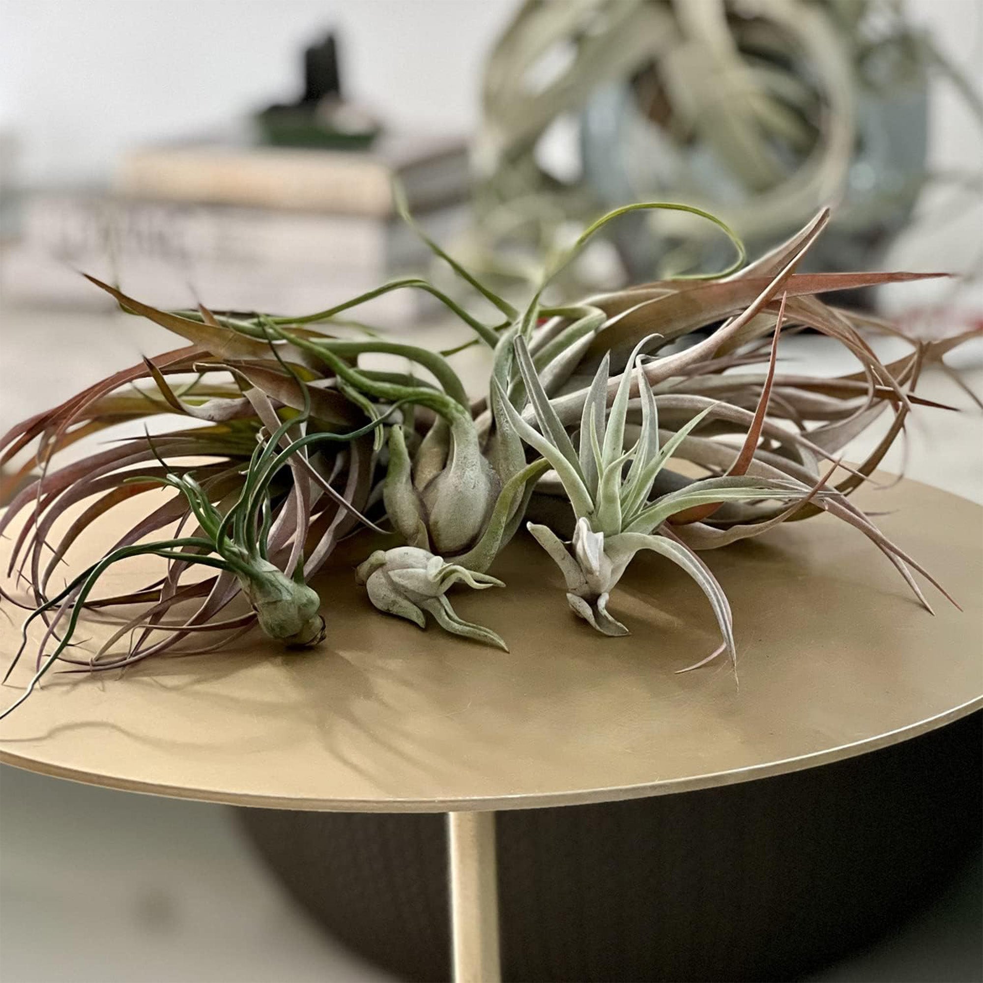 Tillandsia Variety Pack