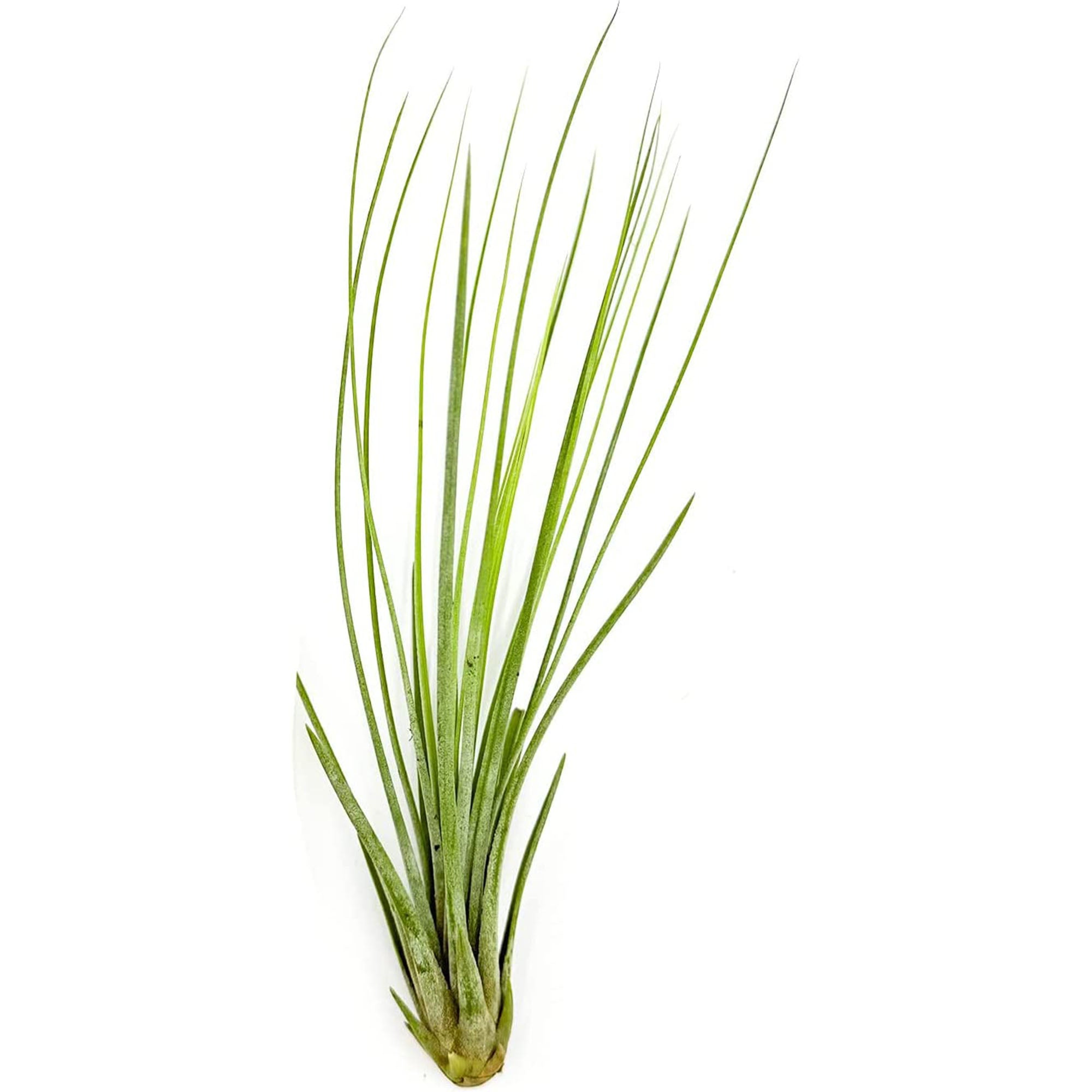 Tillandsia Juncea Jumbo