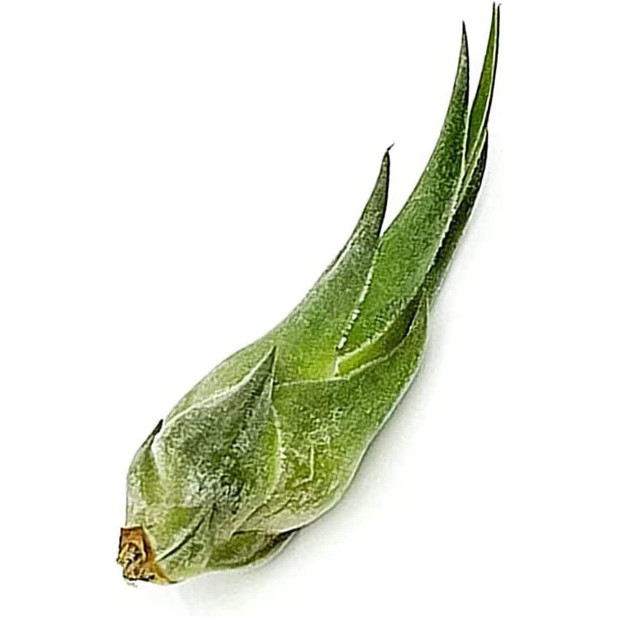 seleriana air plant care Tillandsia Seleriana