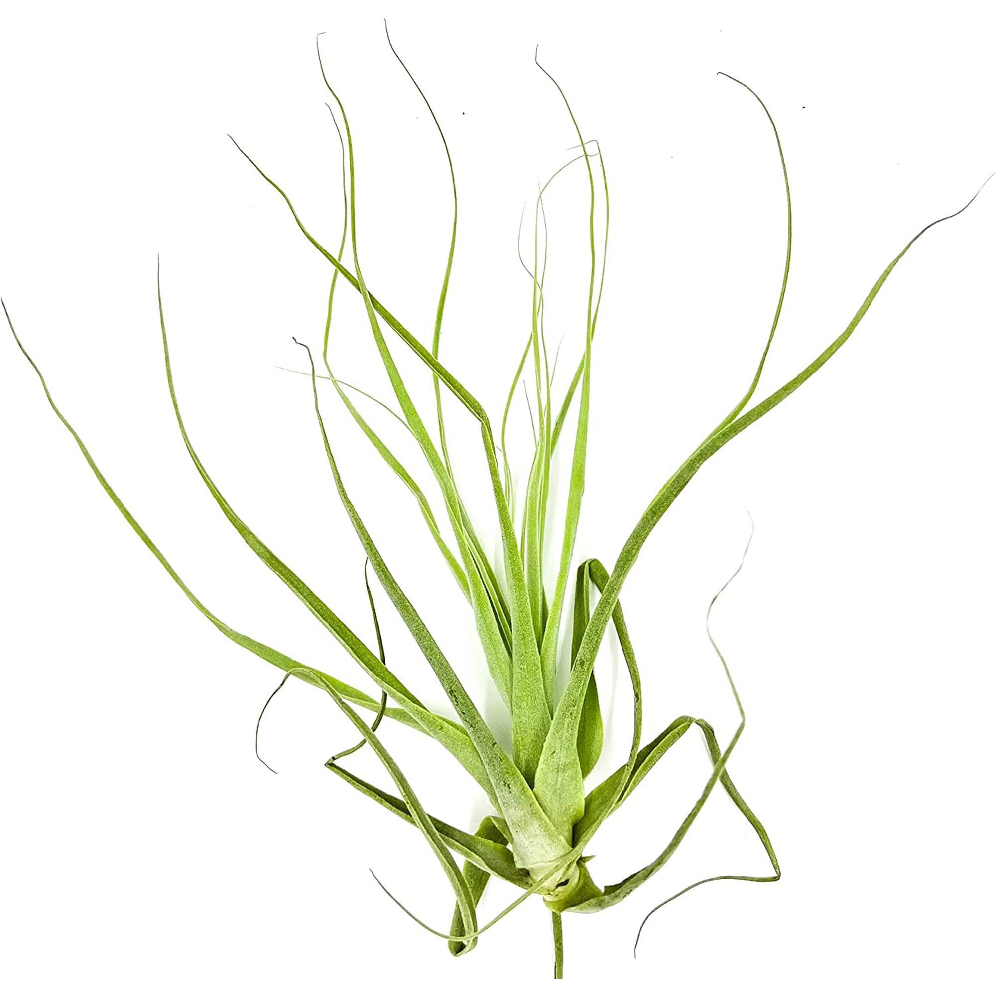 Tillandsia Straminea Jumbo