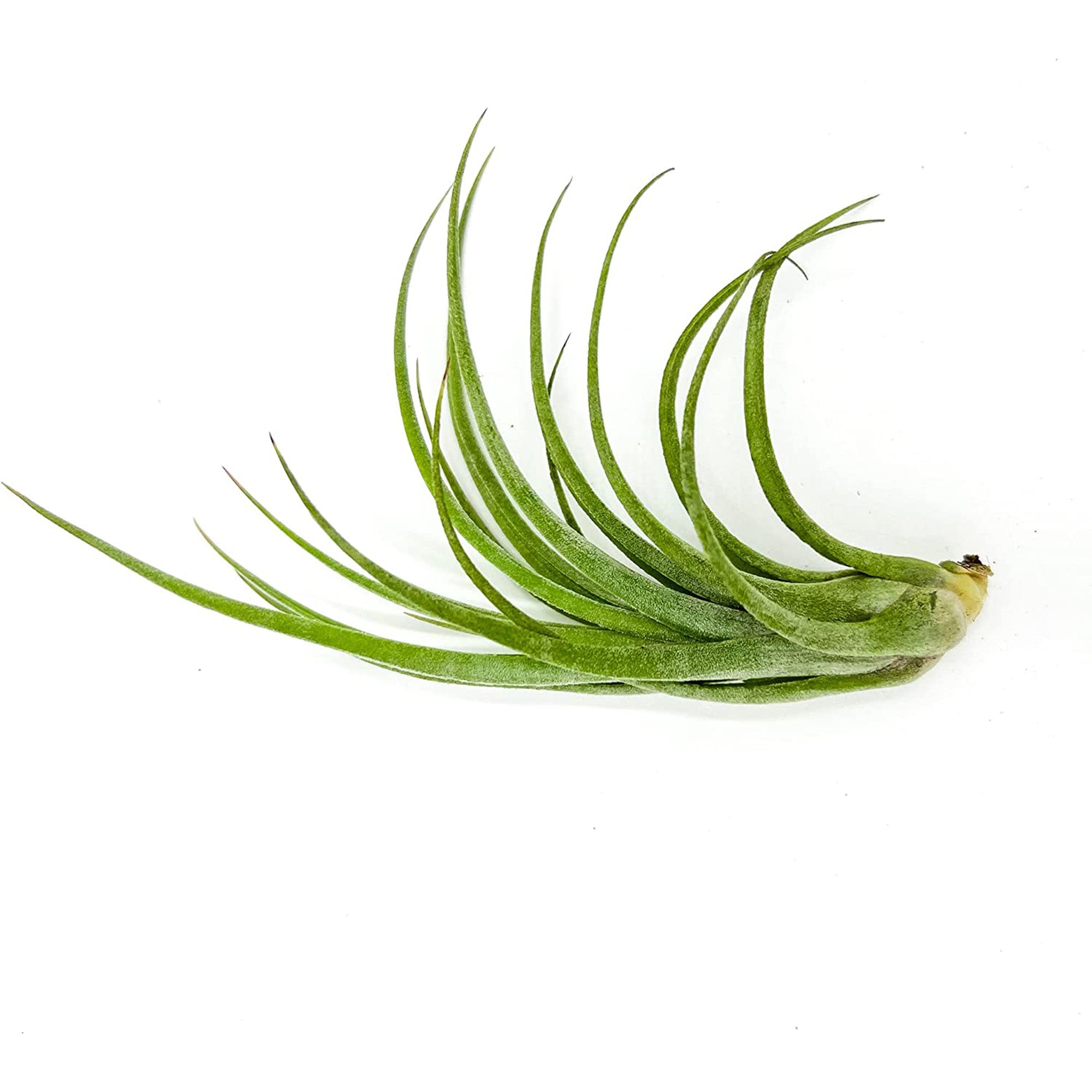 Tillandsia Hybrid No. 51 Jumbo & Large