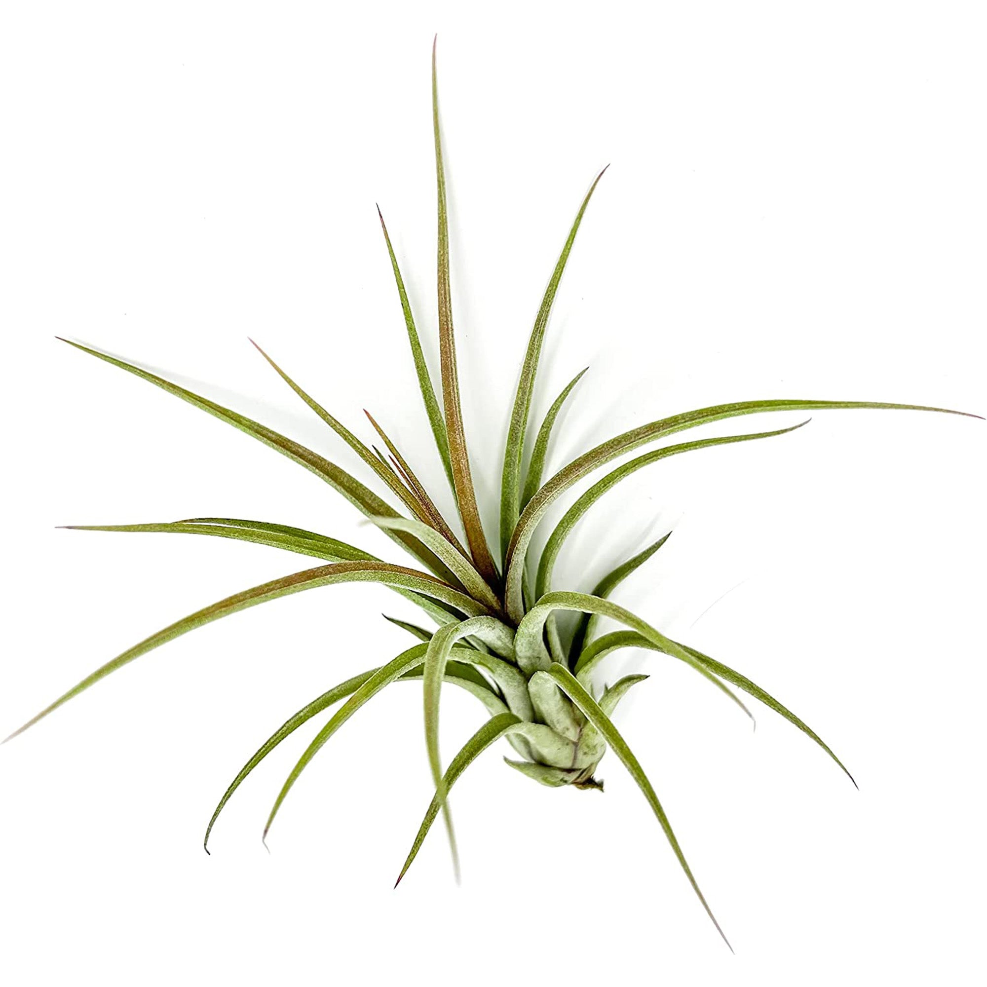 Tillandsia Hybrid No. 51 Jumbo & Large