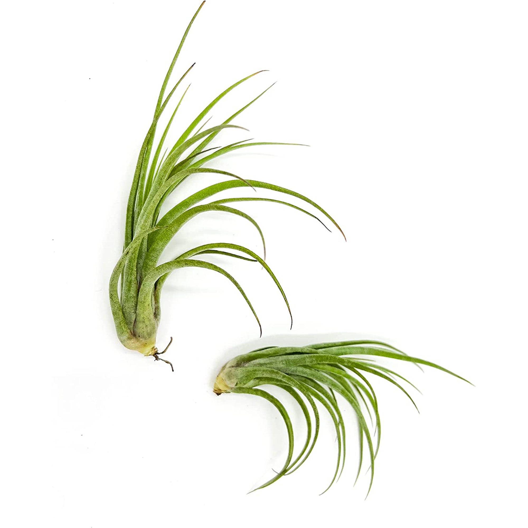 Tillandsia Hybrid No. 51 Jumbo & Large