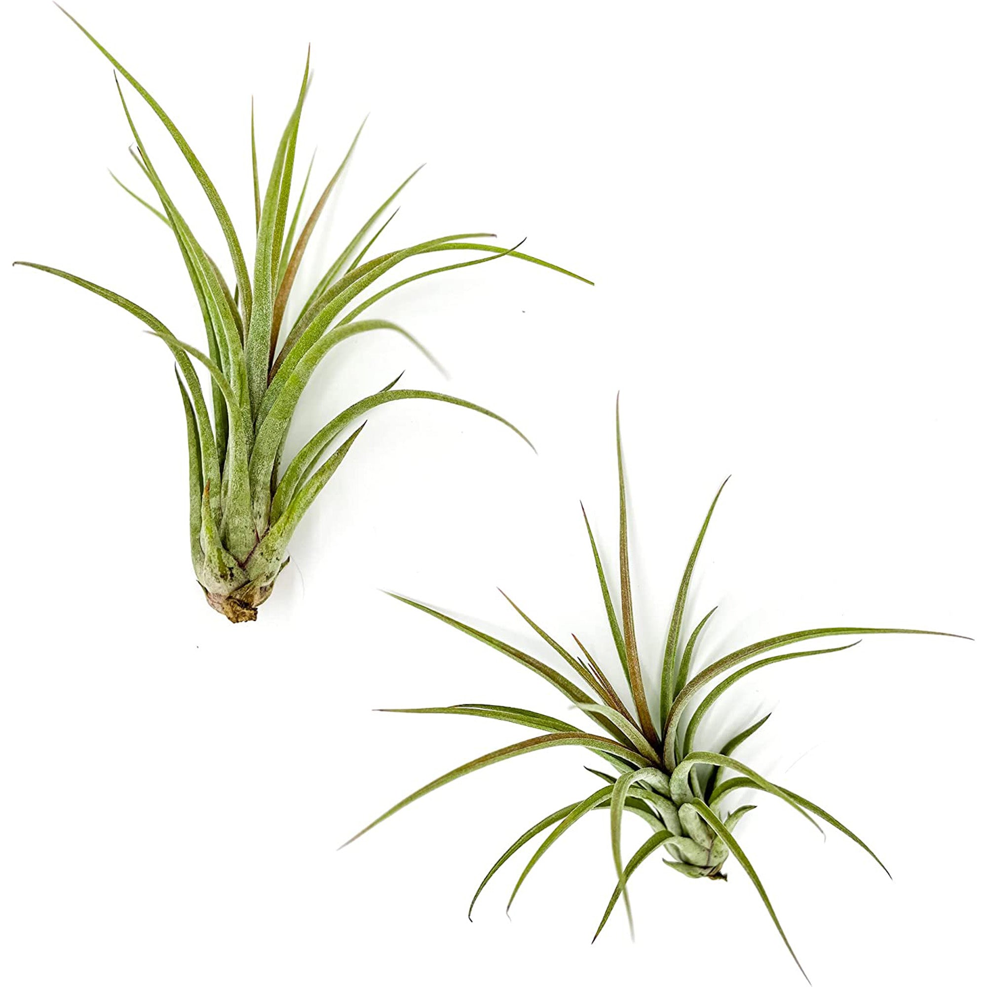 Tillandsia Hybrid No. 51 Jumbo & Large