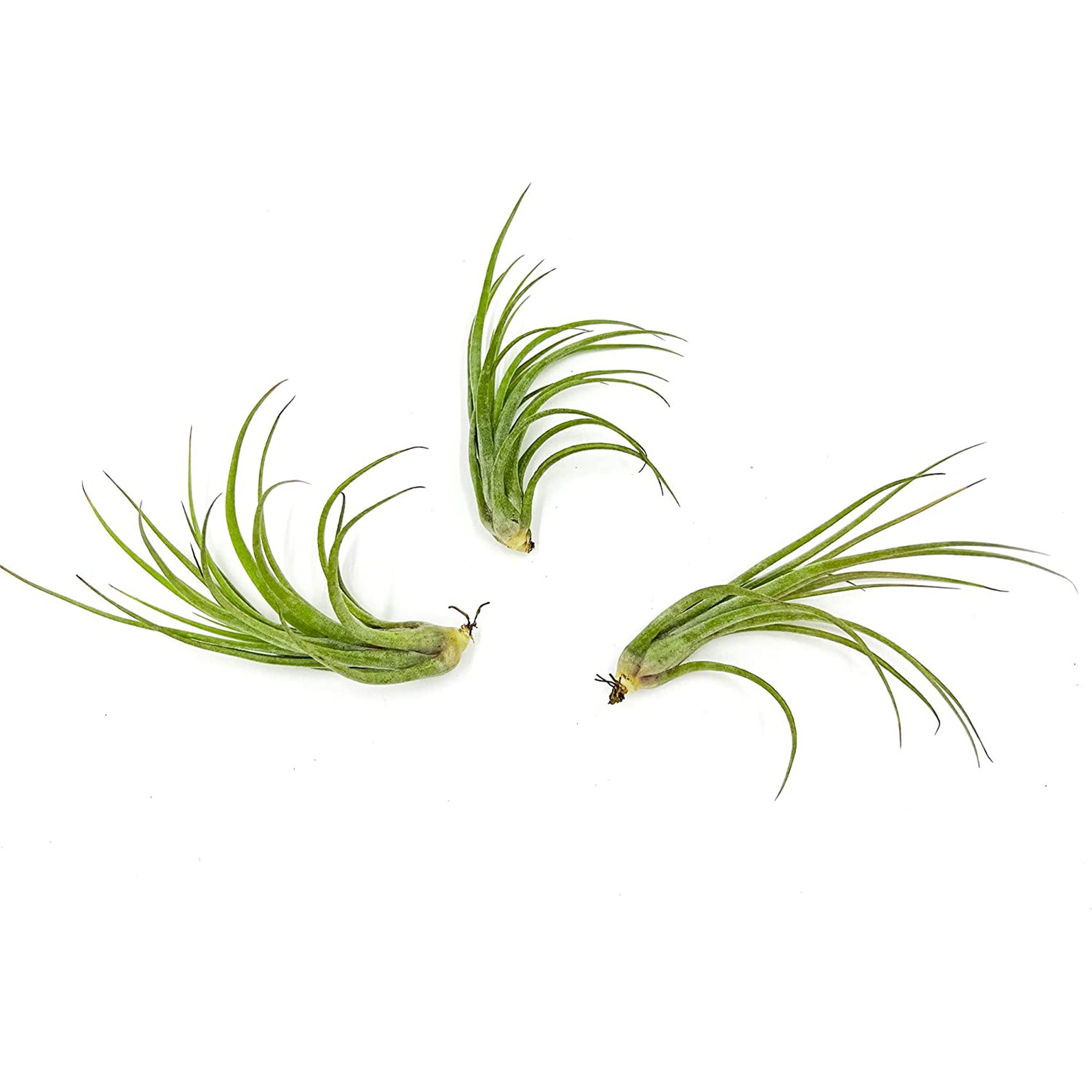 Tillandsia Hybrid No. 51 Jumbo & Large