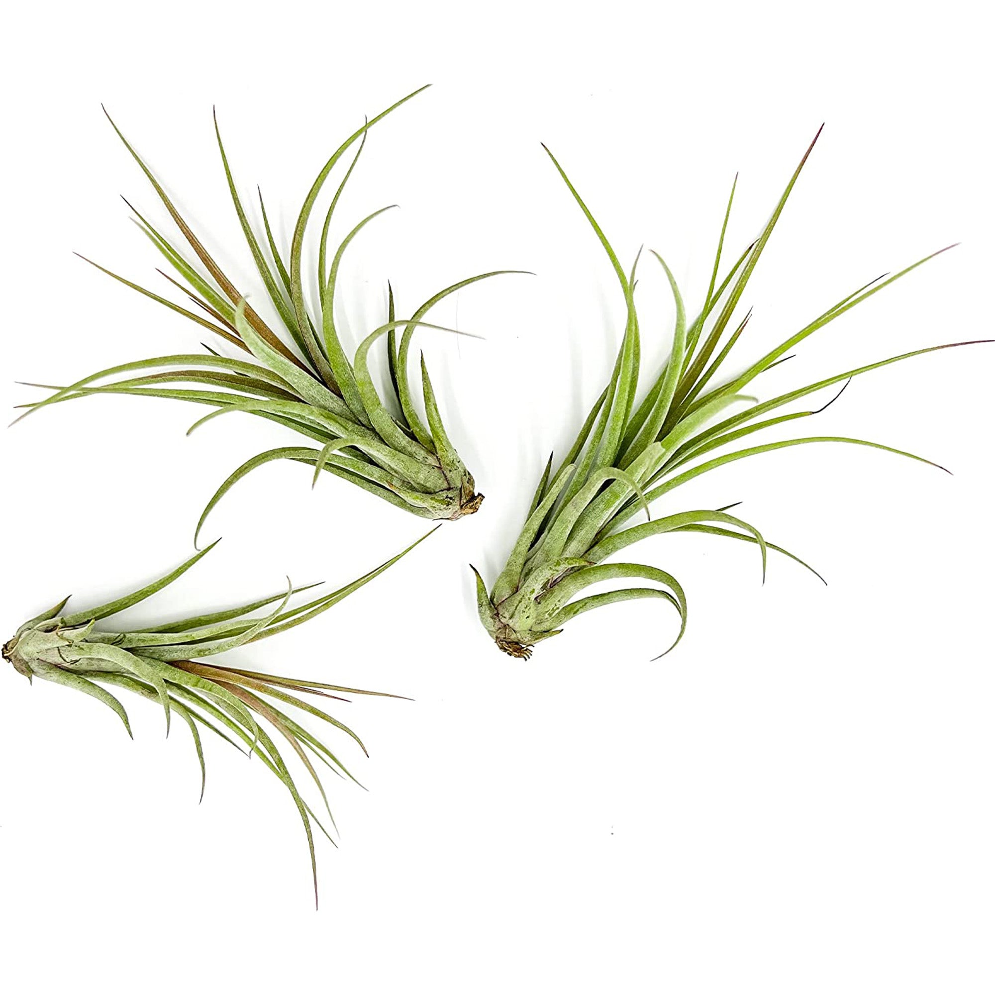 Tillandsia Hybrid No. 51 Jumbo & Large