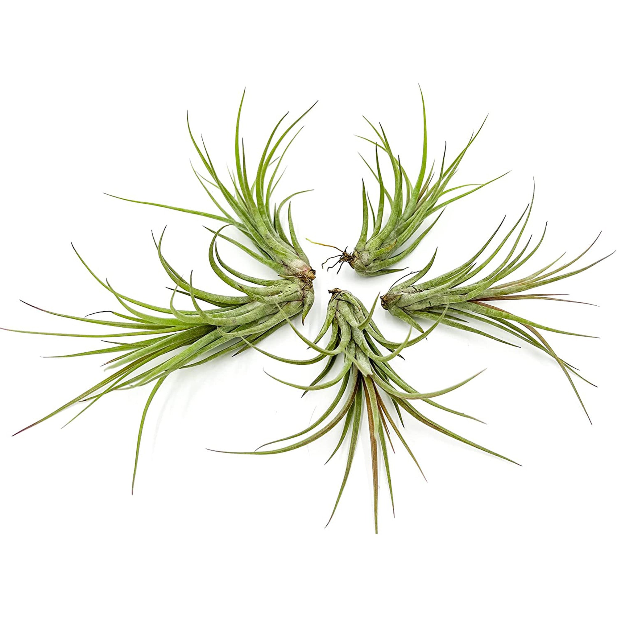 Tillandsia Hybrid No. 51 Jumbo & Large