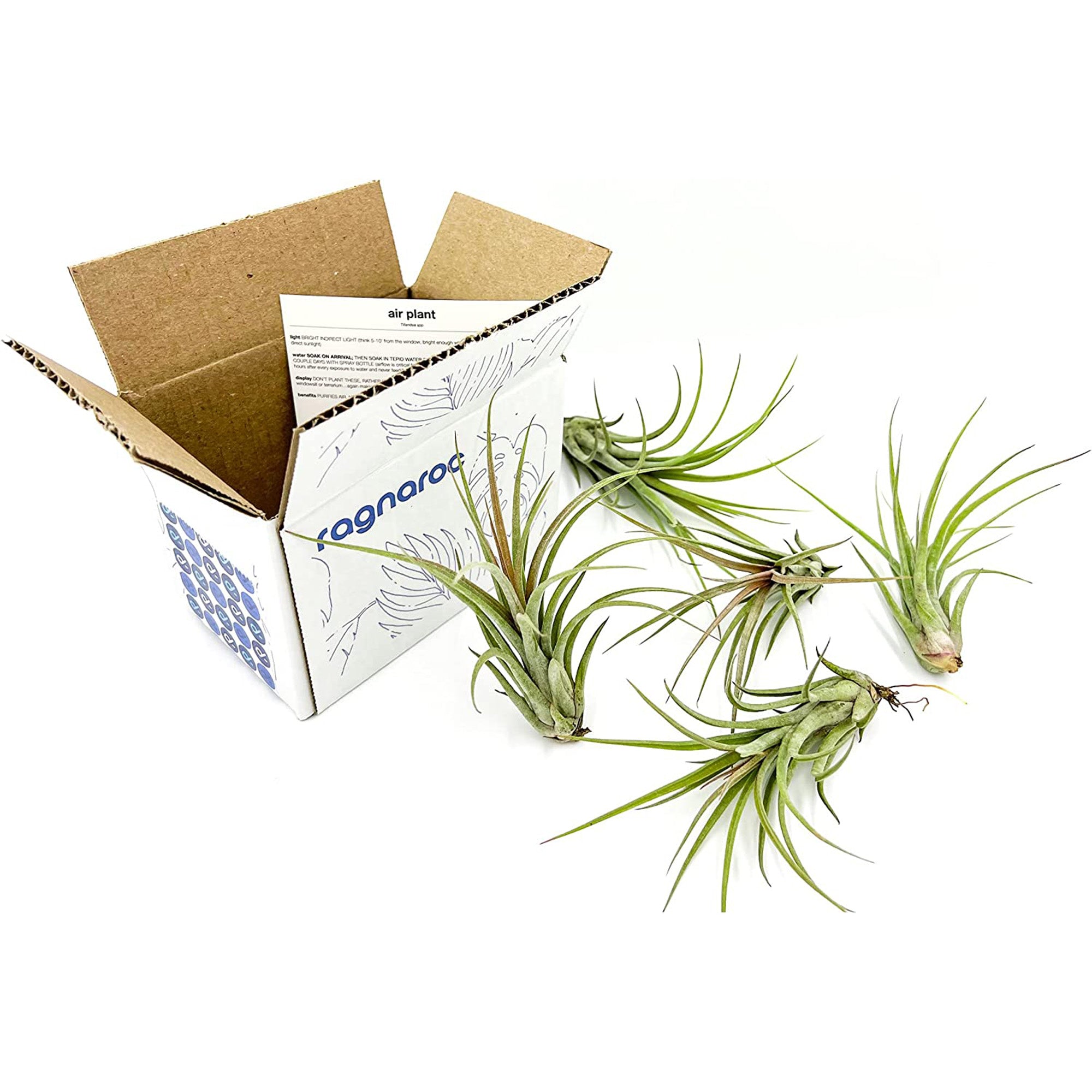 Tillandsia Hybrid No. 51 Jumbo & Large