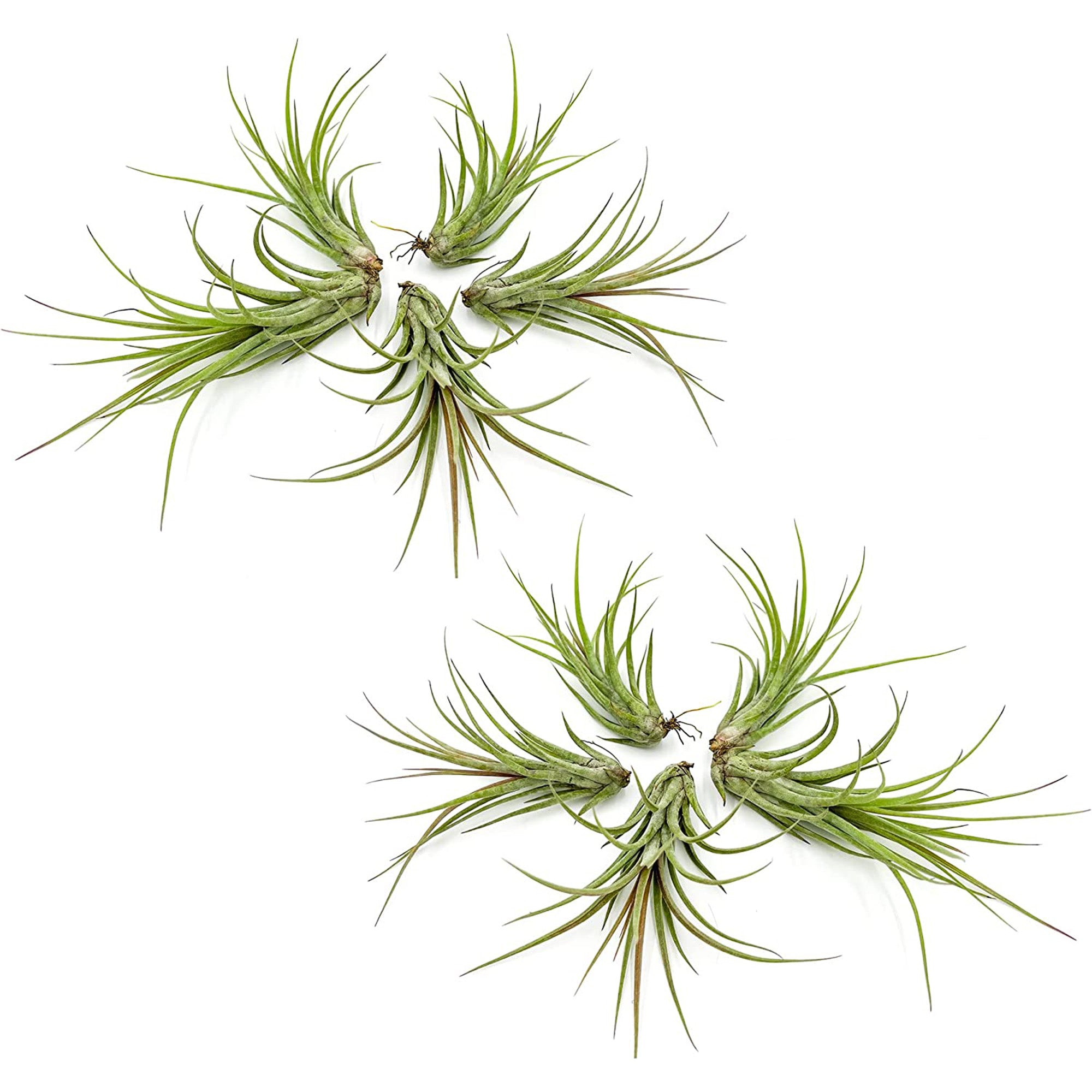 Tillandsia Hybrid No. 51 Jumbo & Large