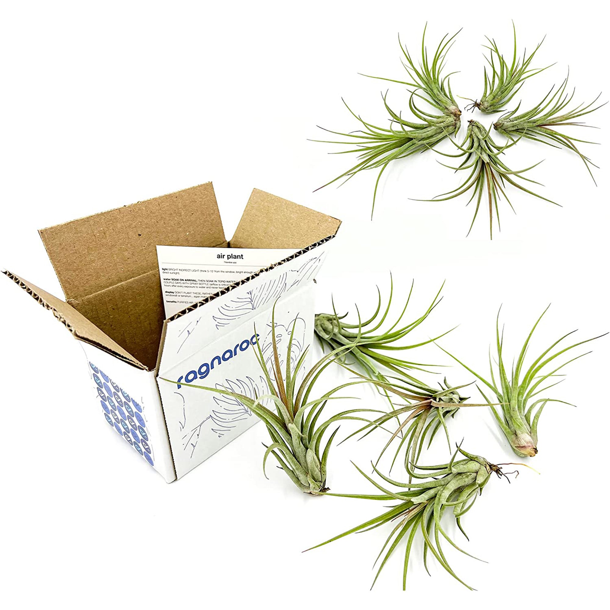 Tillandsia Hybrid No. 51 Jumbo & Large