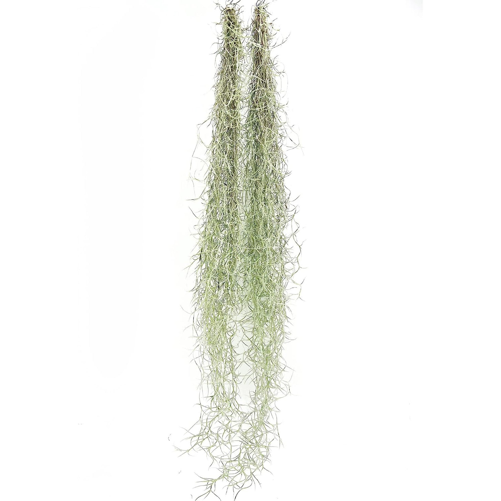 Tillandsia Usneoides "Spanish Moss"