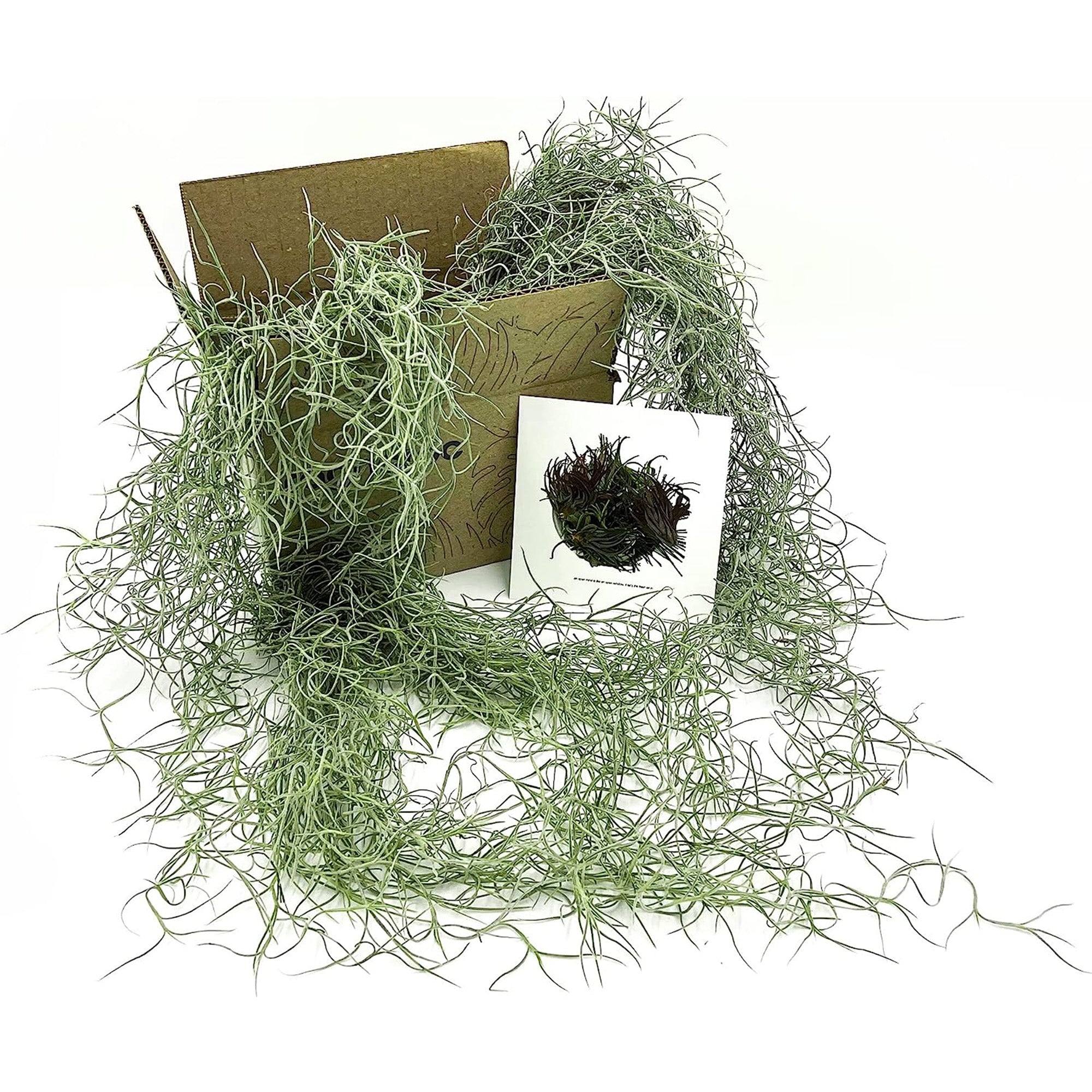 Tillandsia Usneoides "Spanish Moss"