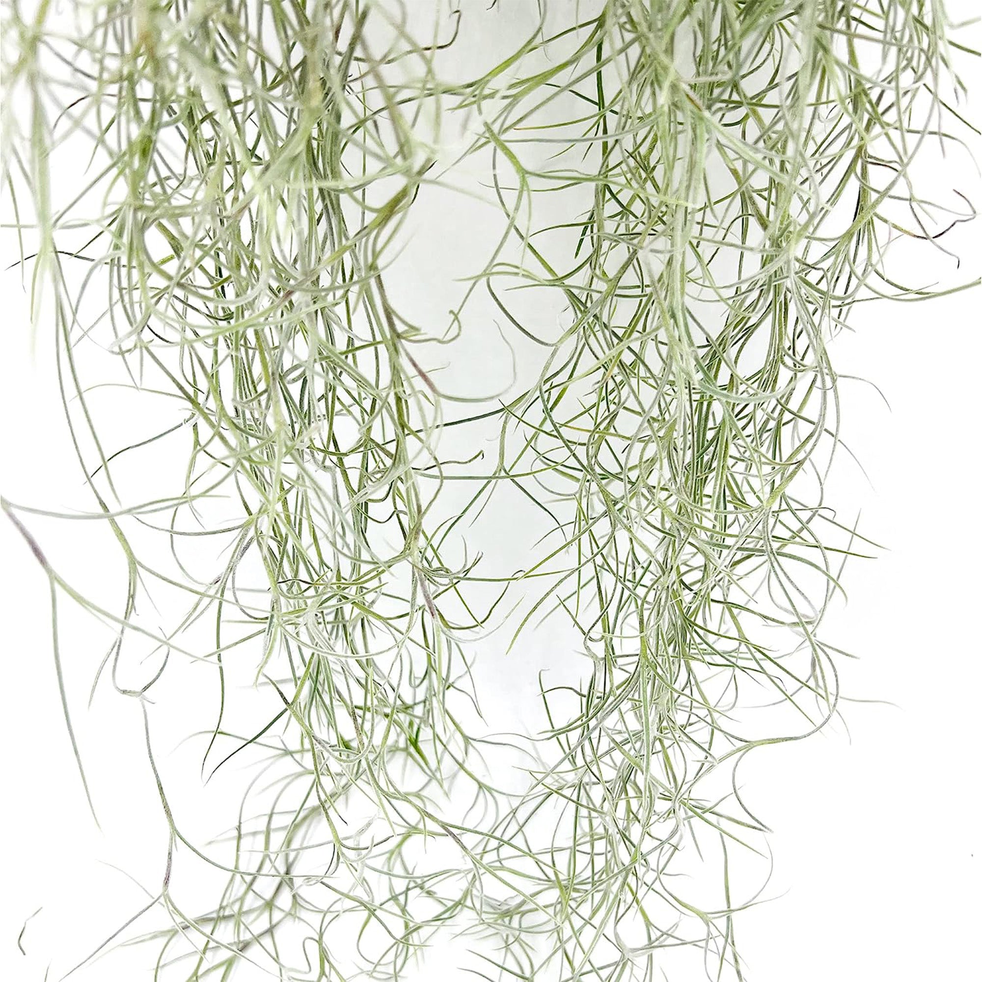 Tillandsia Usneoides "Spanish Moss"