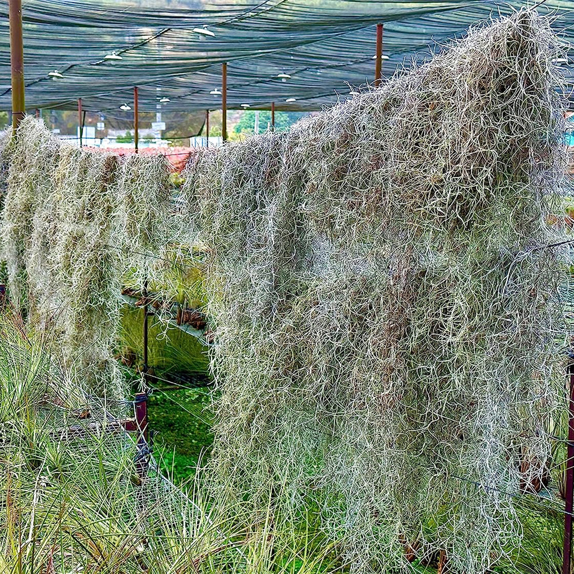 Tillandsia Usneoides "Spanish Moss"