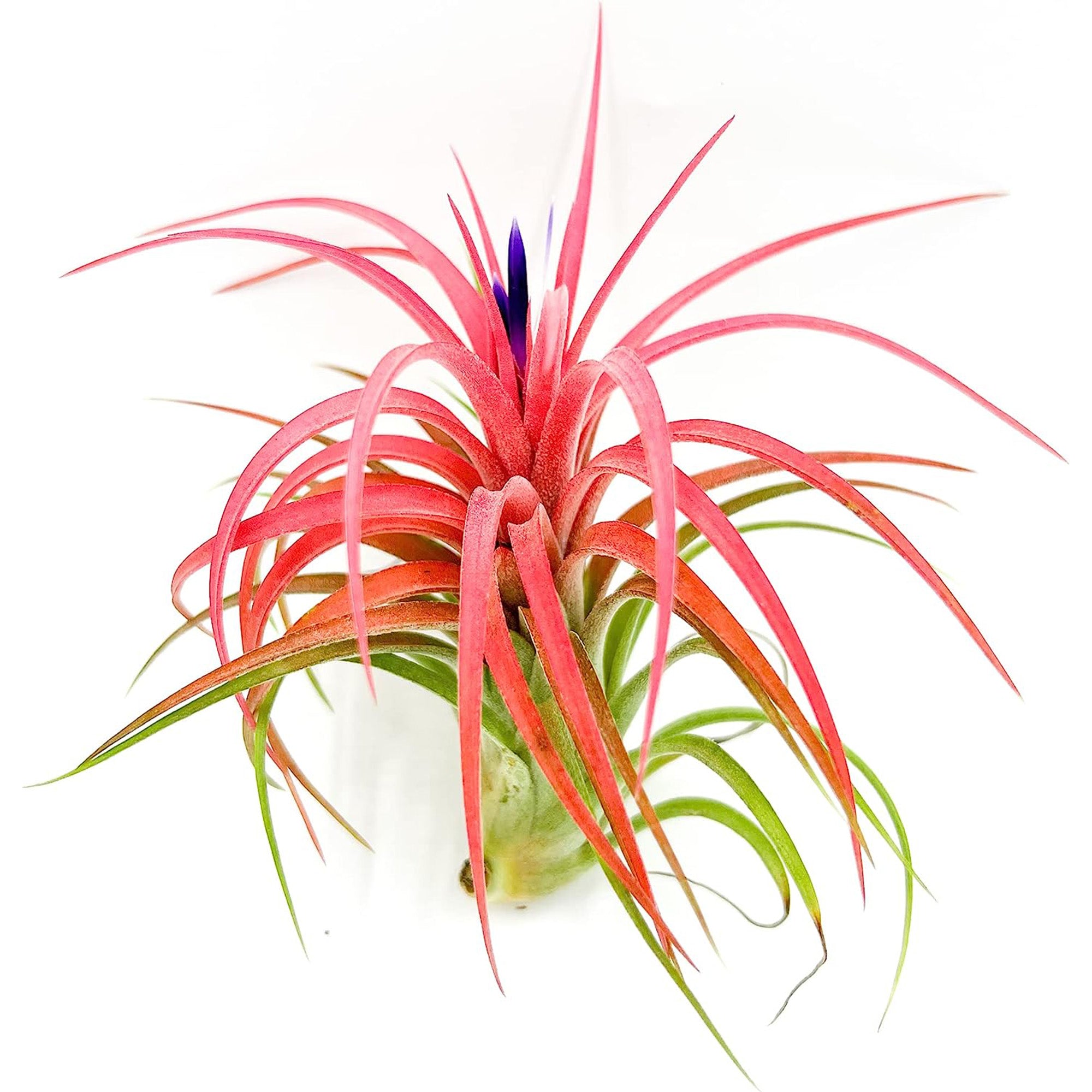 ragnaroc air plants Tillandsia Victoriana