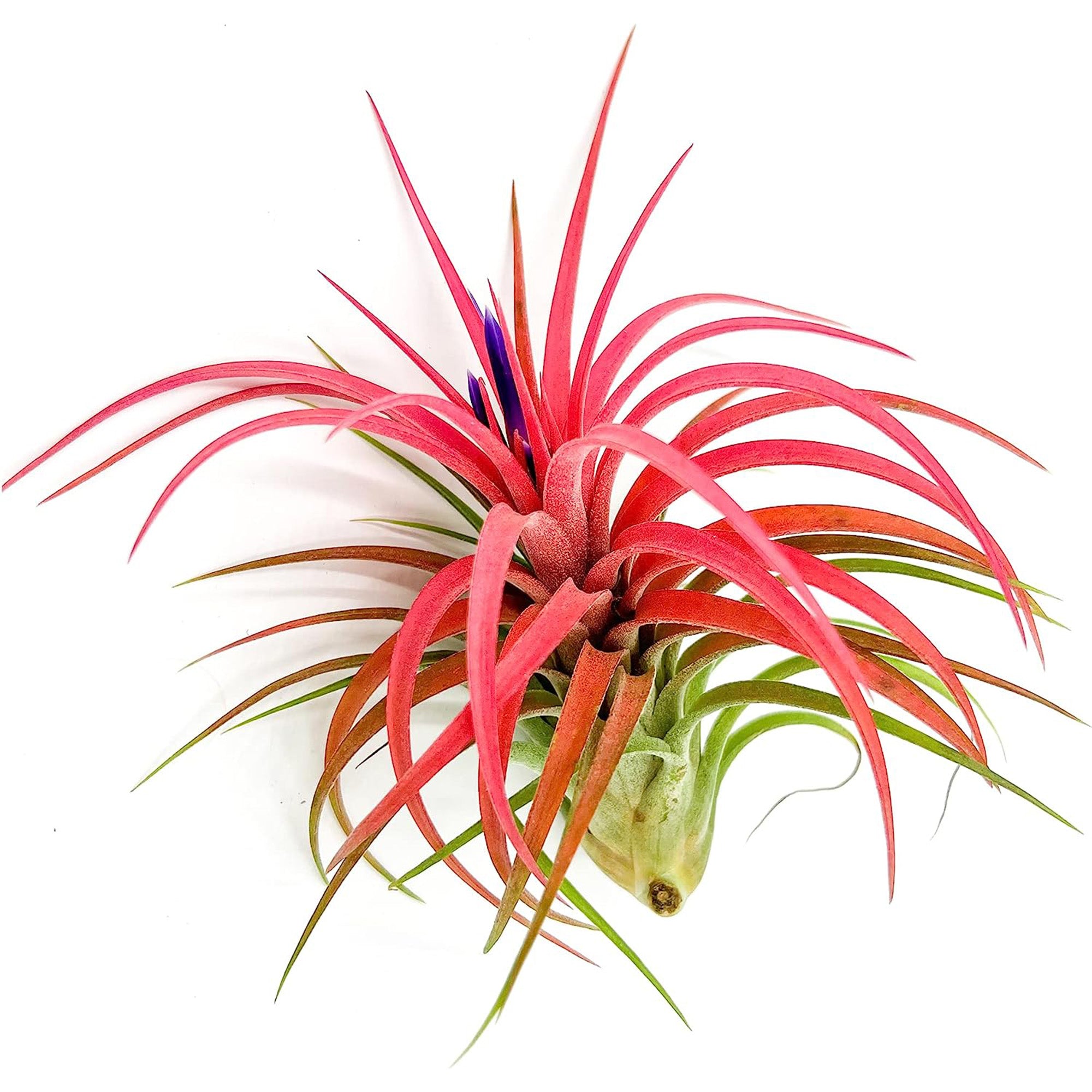 Tillandsia Victoriana