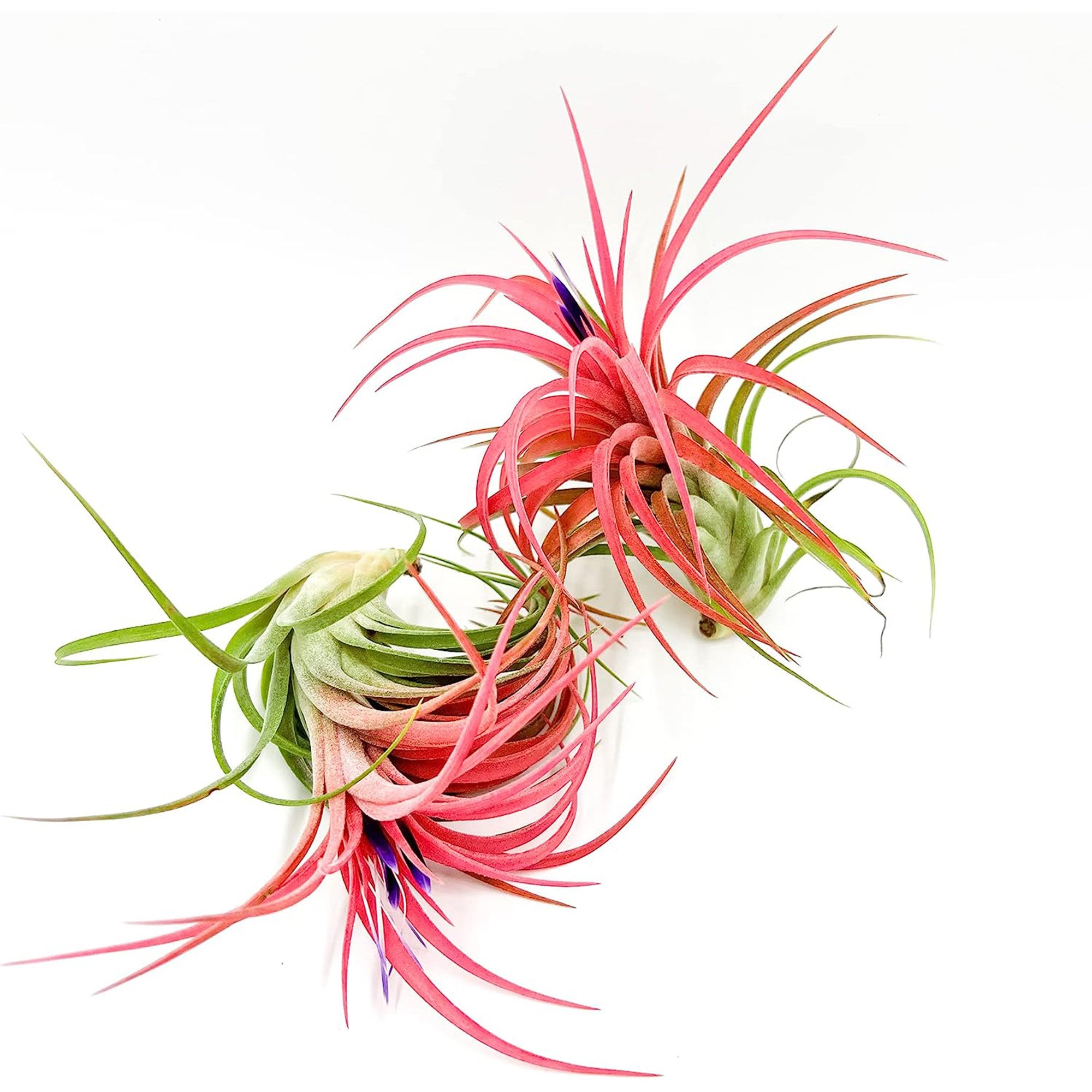 Tillandsia Victoriana