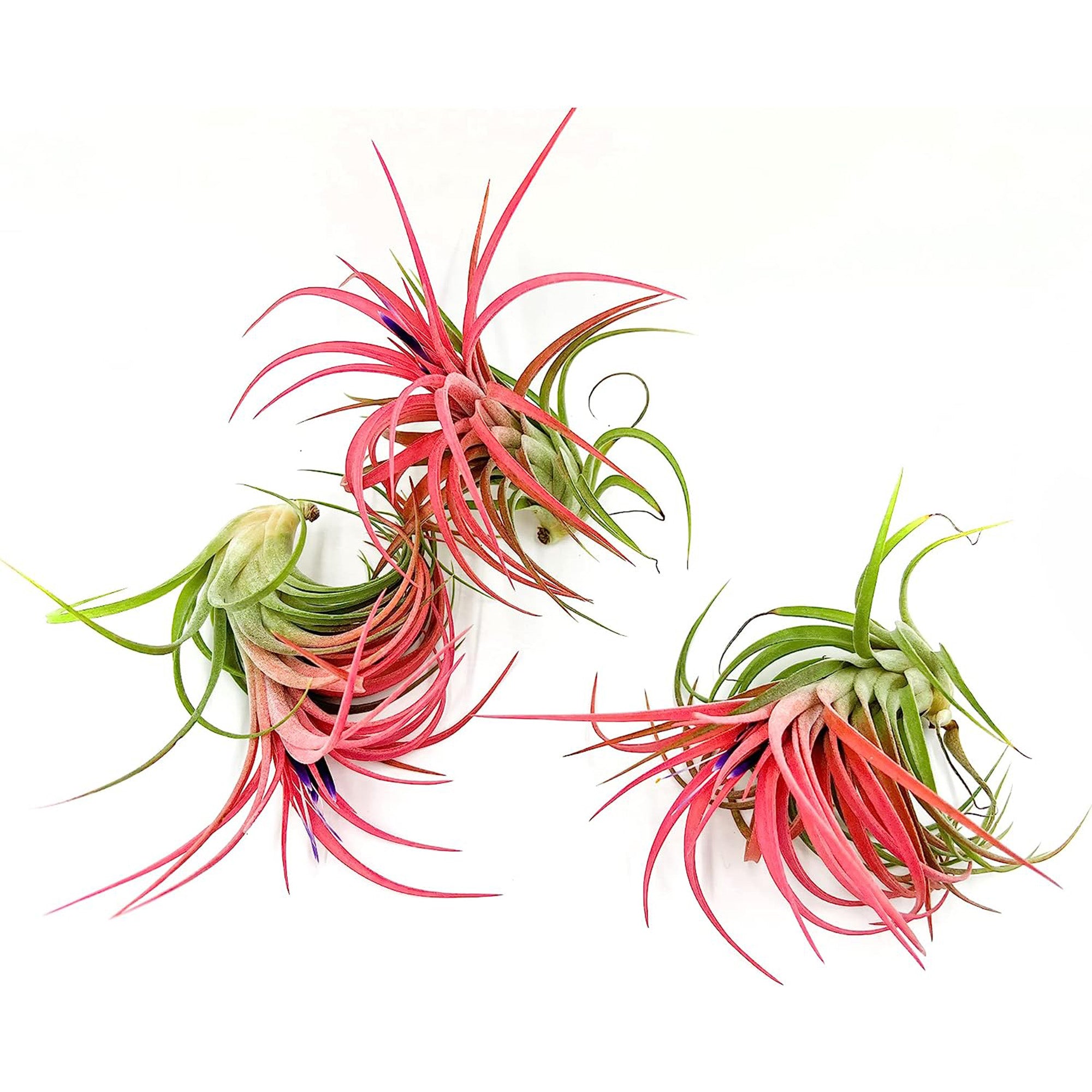 Tillandsia Victoriana