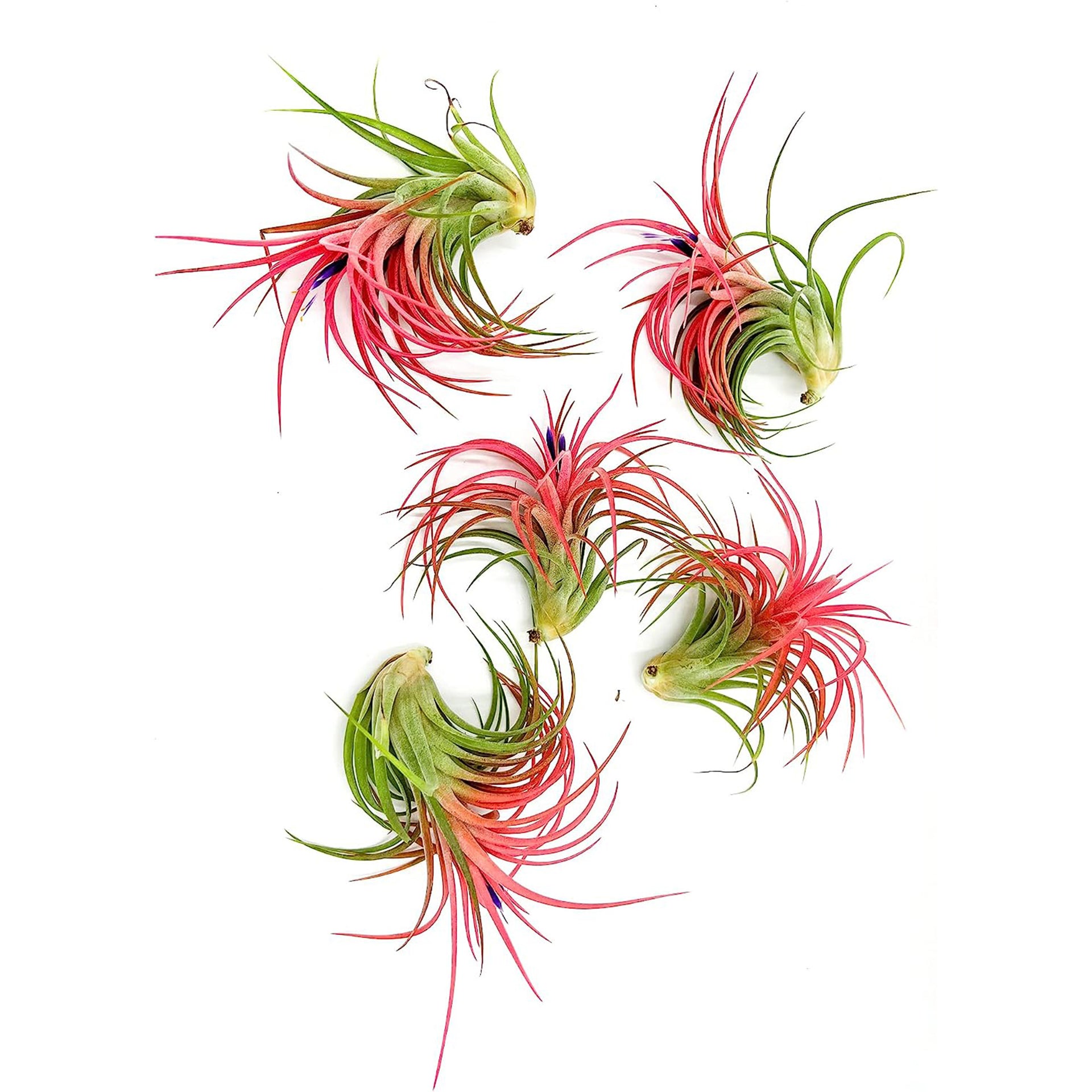 victoriana air plant Tillandsia Victoriana