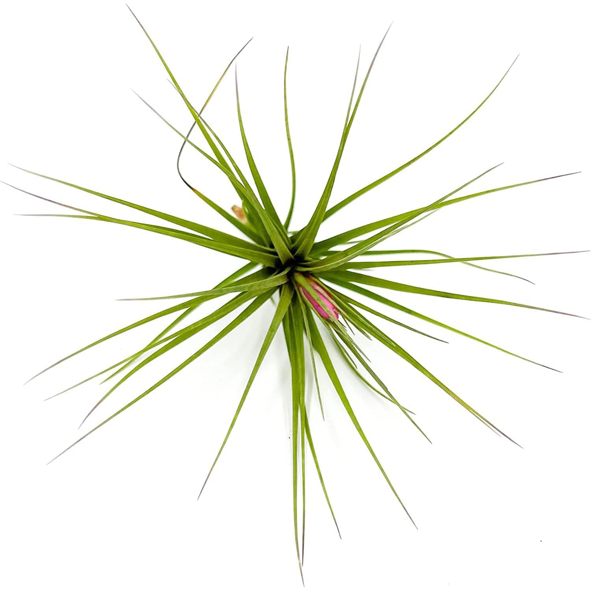 Tillandsia Tenuifolia Blue