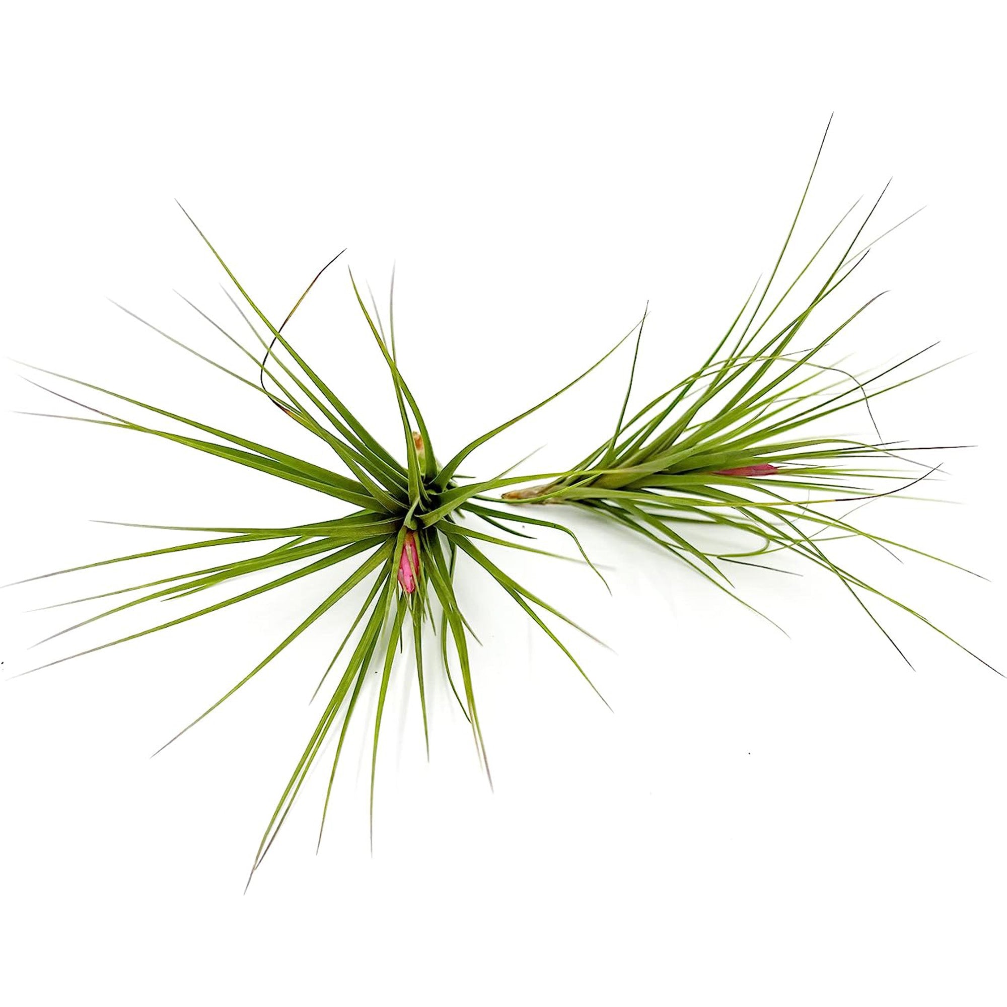 Tillandsia Tenuifolia Blue