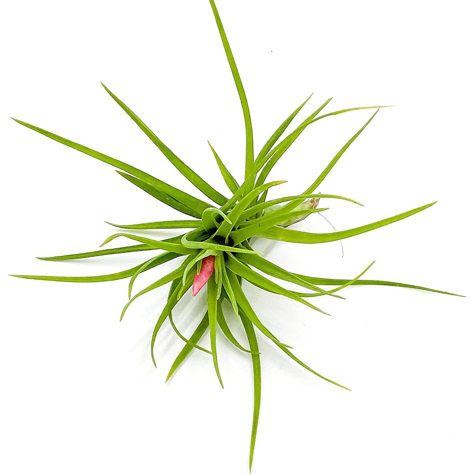 Tillandsia Tenuifolia Green