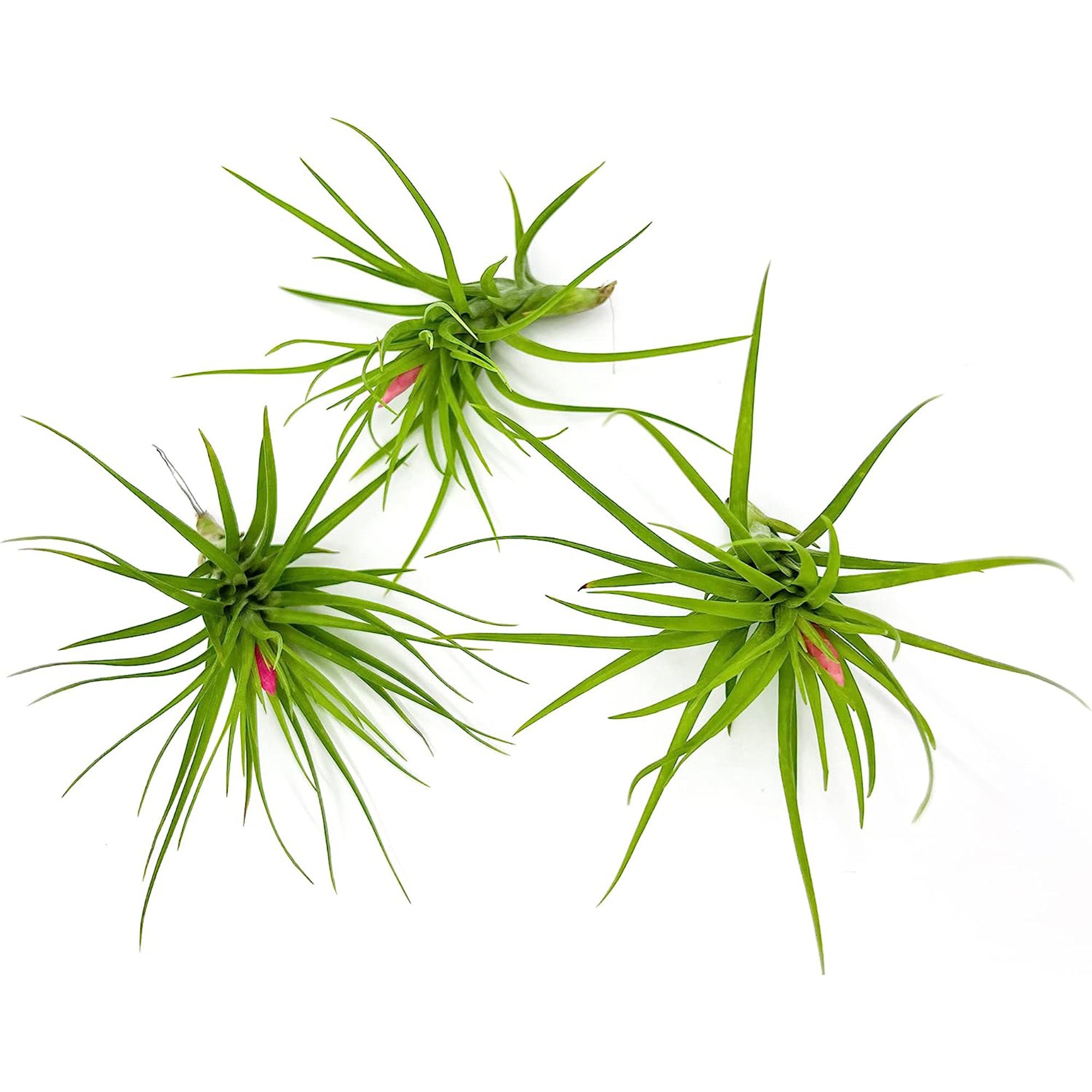 Tillandsia Tenuifolia Green