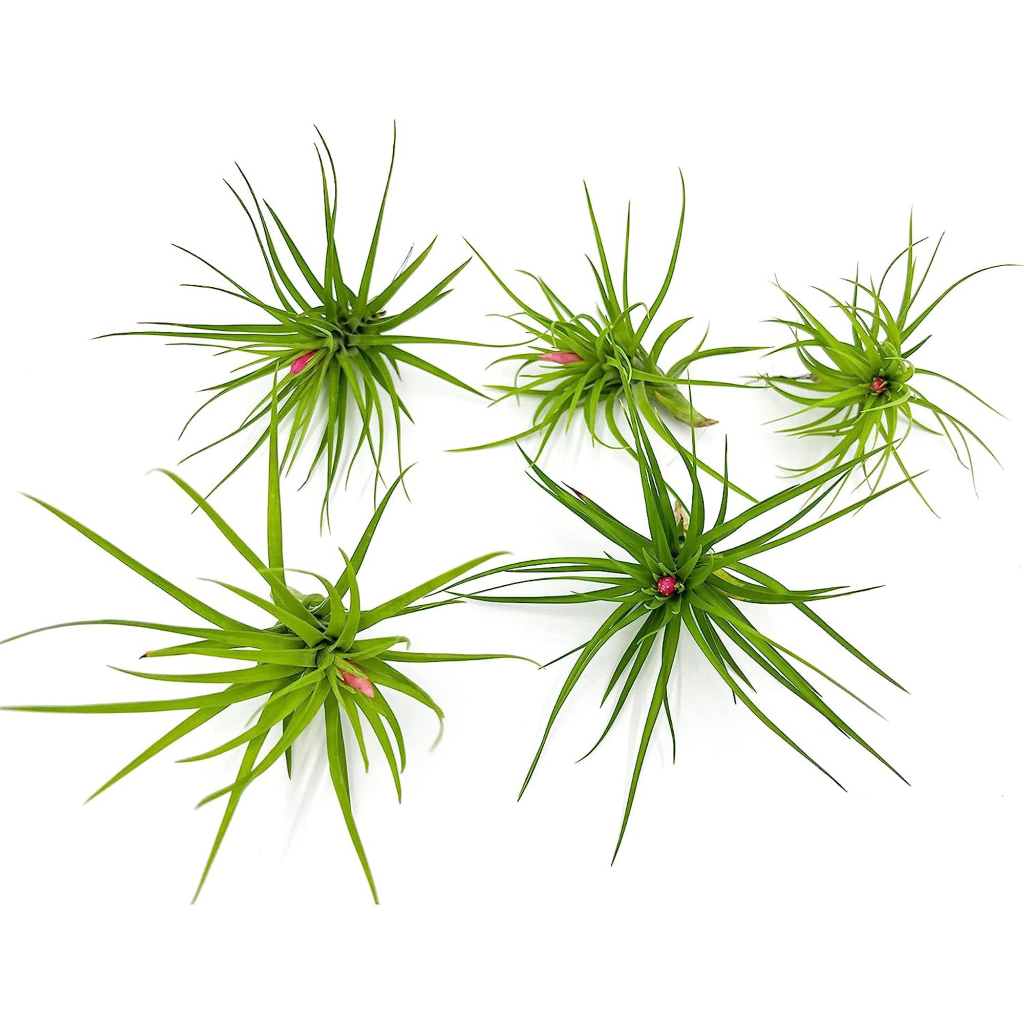 Tillandsia Tenuifolia Green