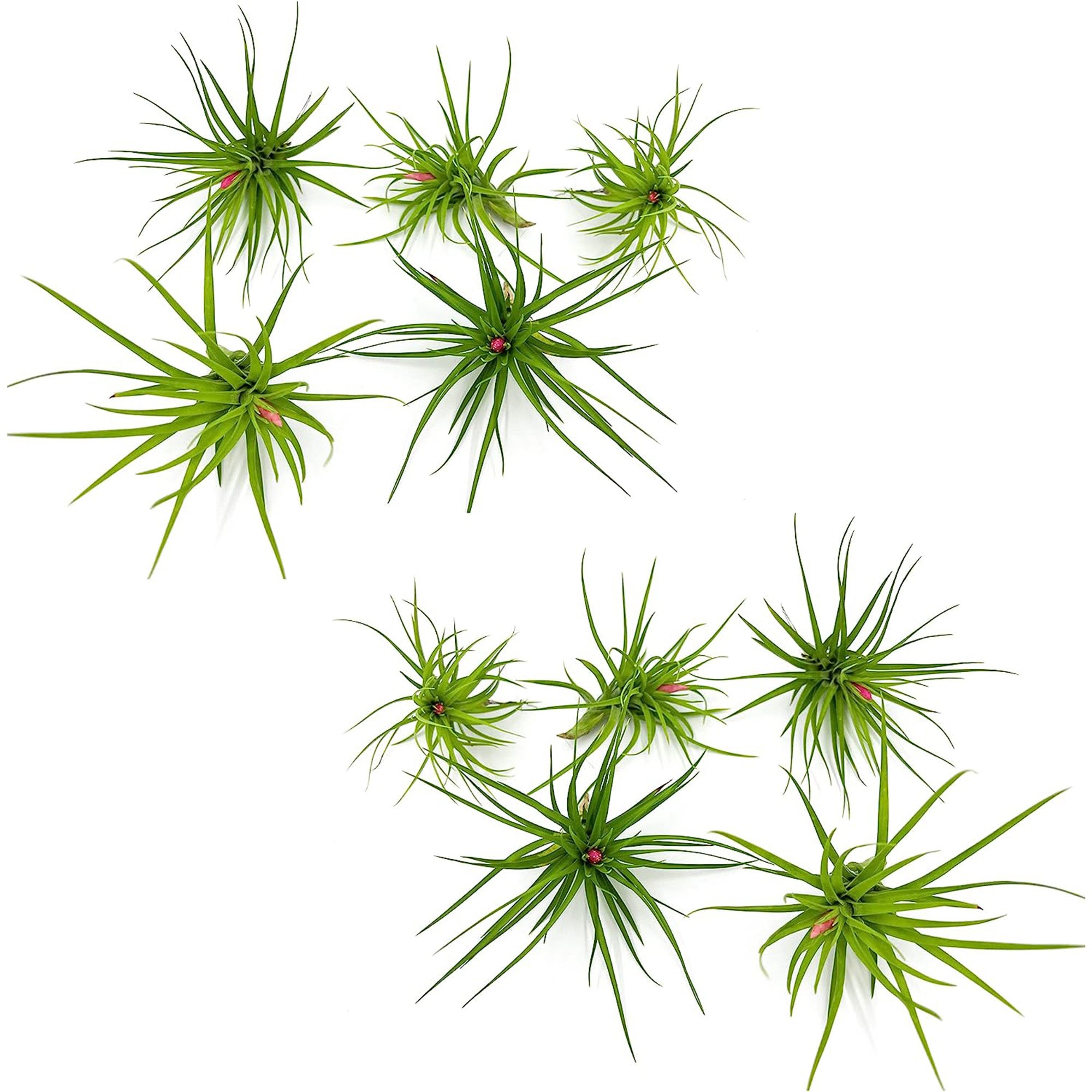 Tillandsia Tenuifolia Green