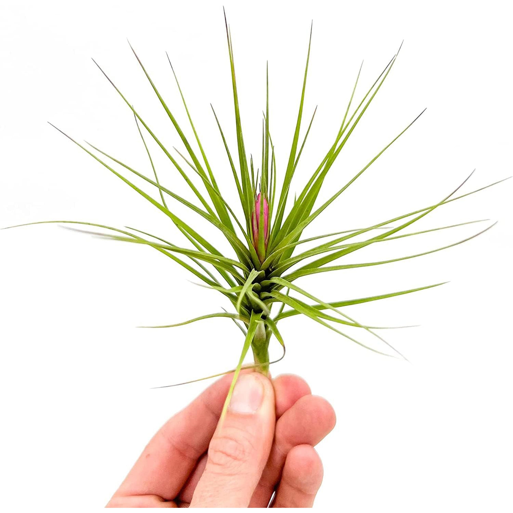 Tillandsia Tenuifolia Green