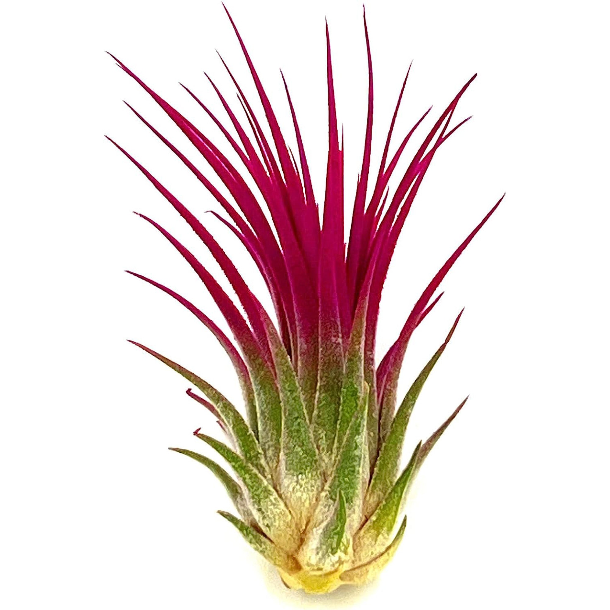 Color Enhanced Tillandsia Ionantha