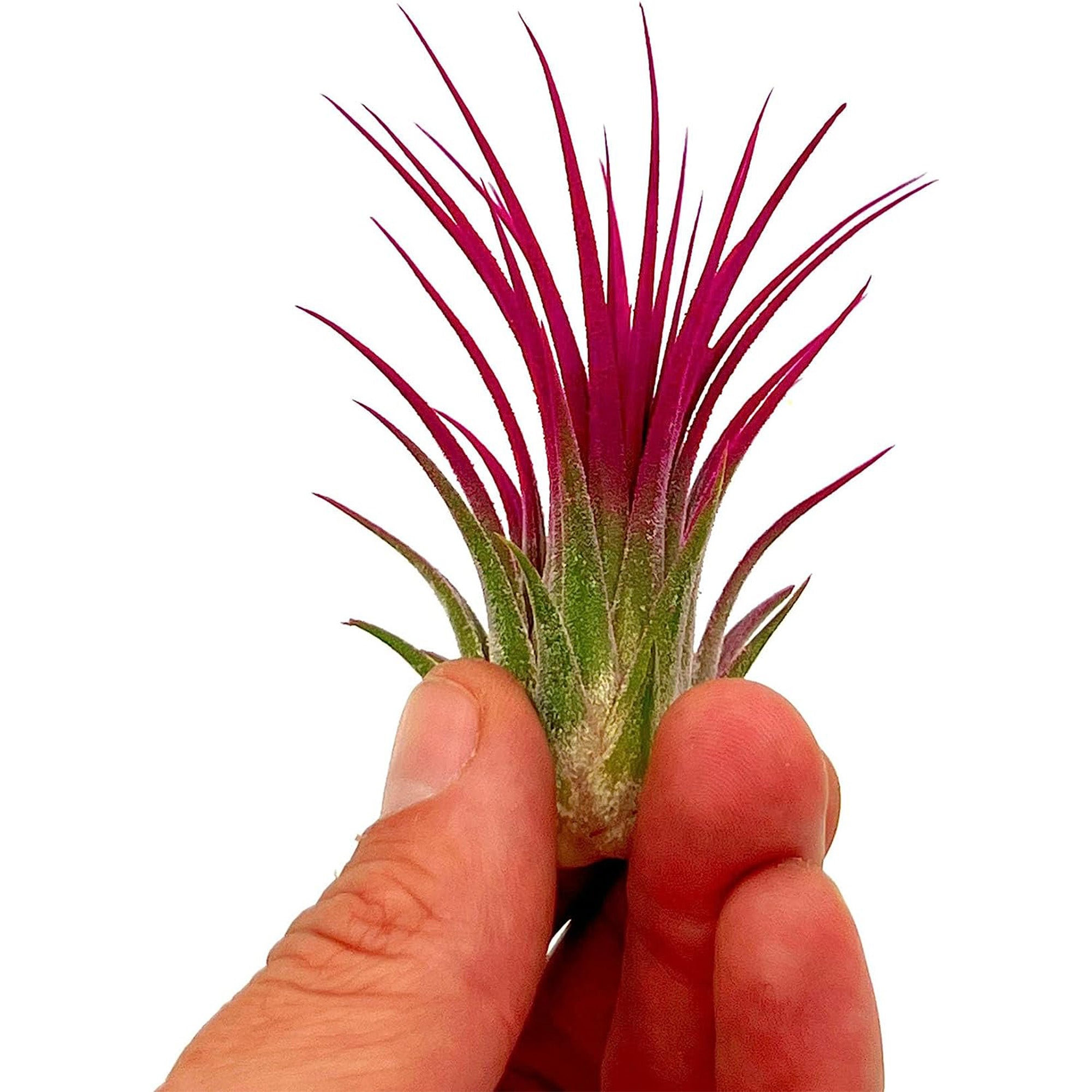 Color Enhanced Tillandsia Ionantha